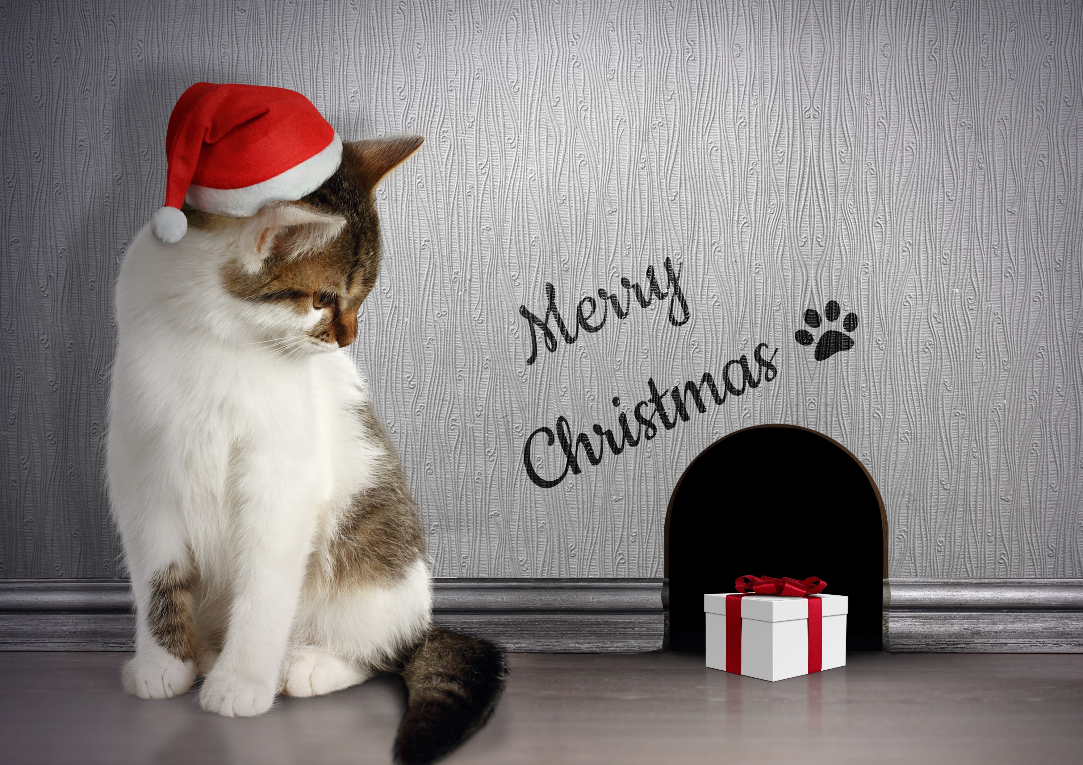 Cat in Santa hat with Christmas gift HD Wallpaper