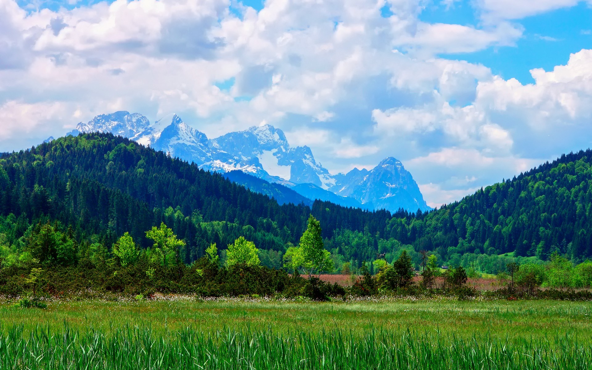 Snow-capped mountains behind a green forest and meadow HD Wallpaper