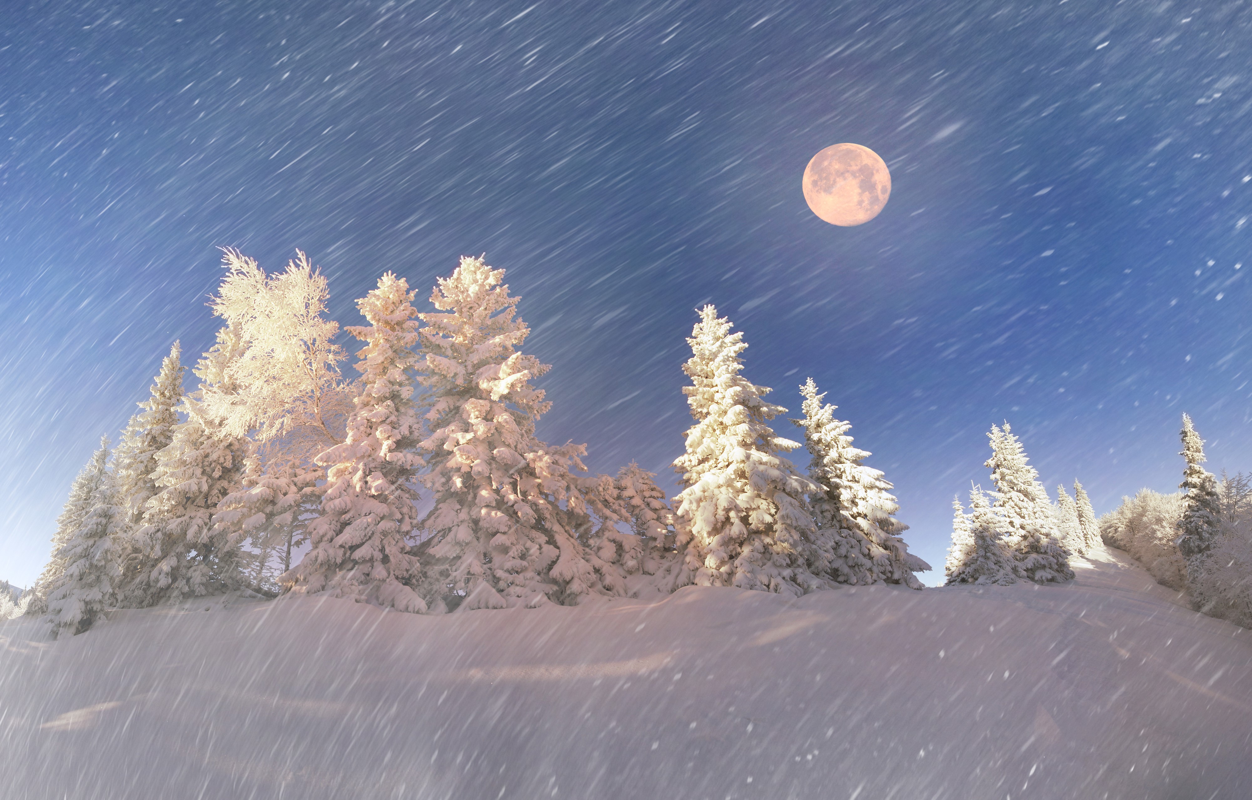 4K Winter Moonlit Snowfall on Spruce Trees HD Wallpaper
