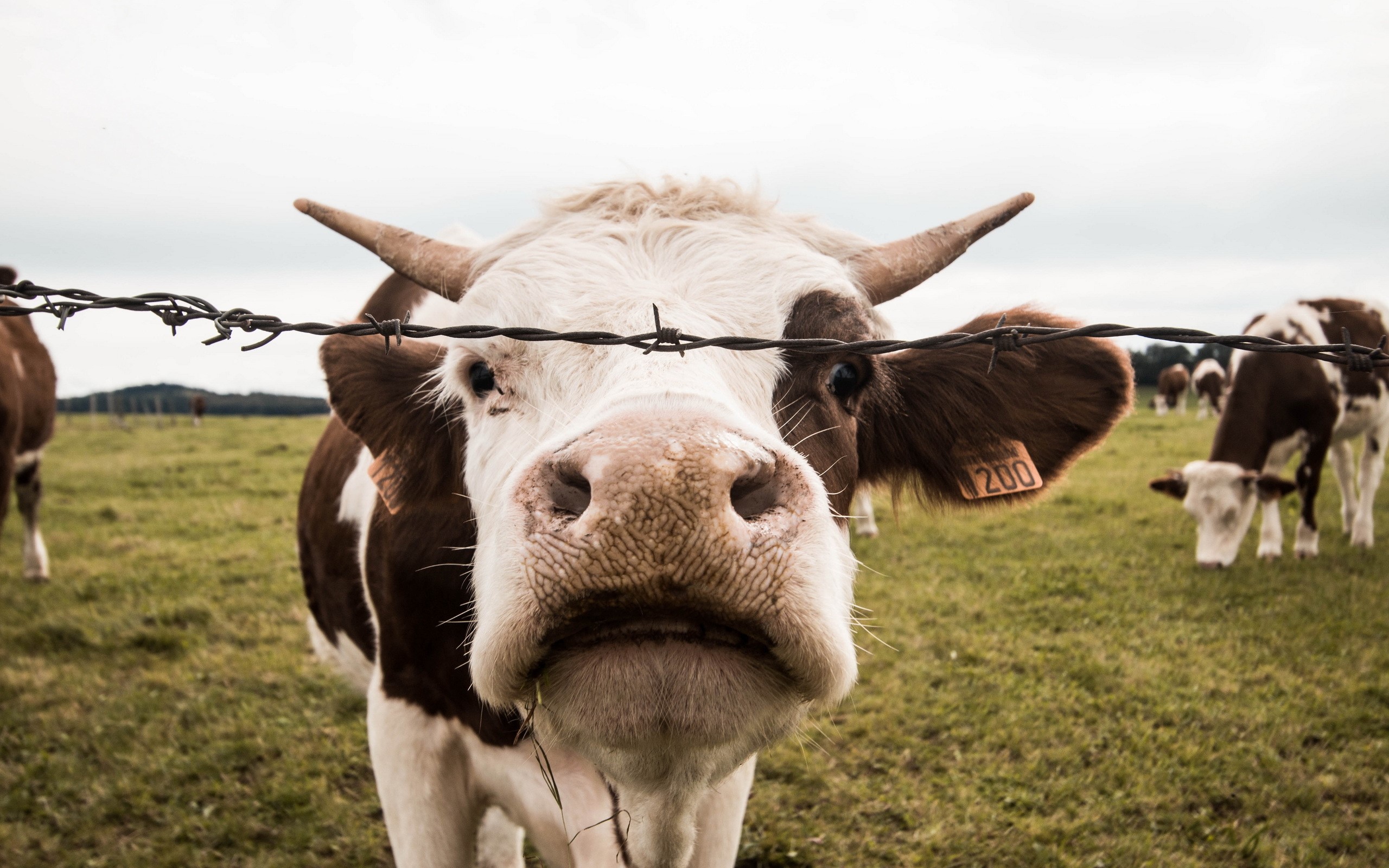 Cow behind barbed wire fence in a field HD Wallpaper
