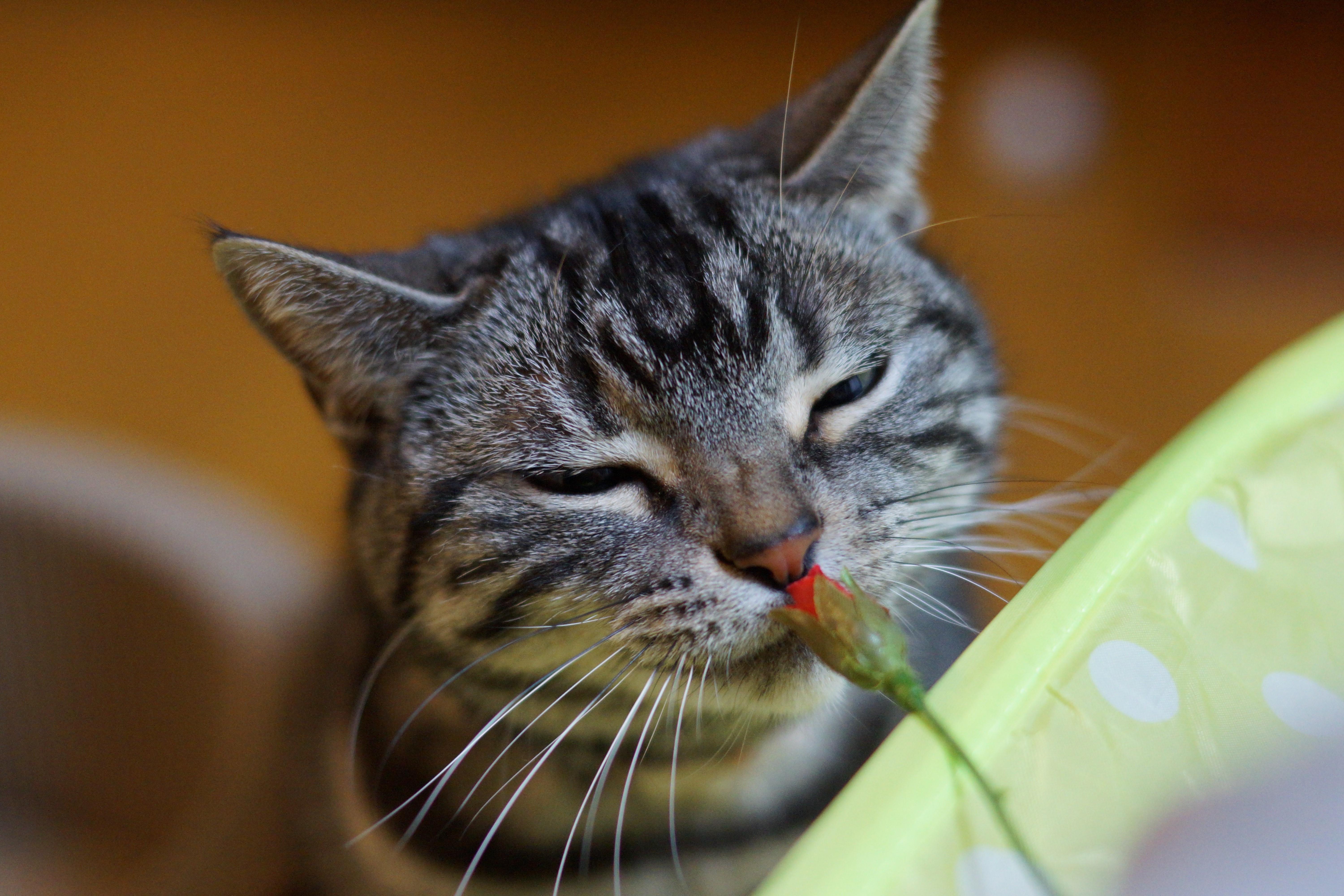 Tabby Cat Sniffing a Flower Bud HD Wallpaper