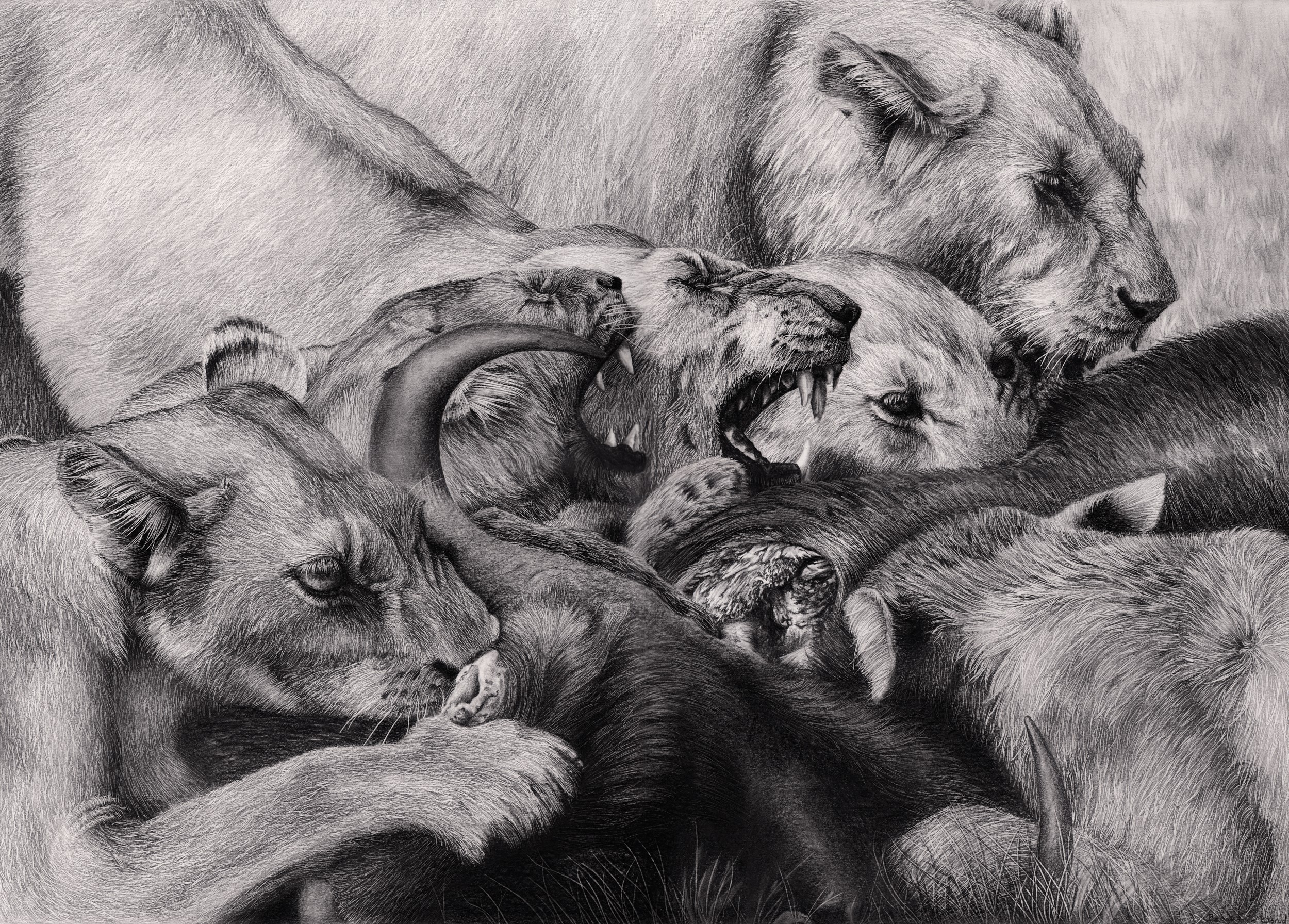 Lions Feeding on Prey HD Wallpaper