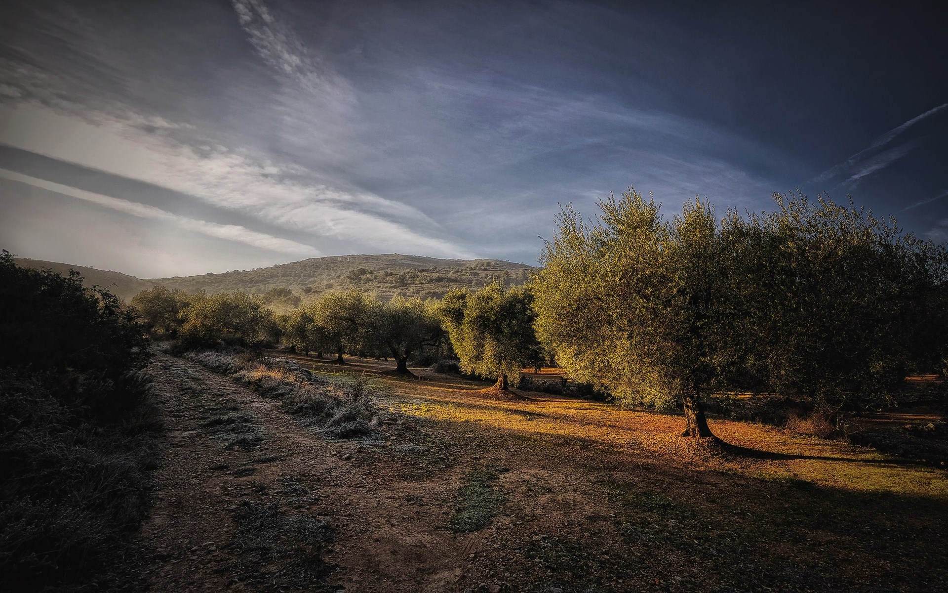 Olive grove on a hillside under a cloudy sky HD Wallpaper