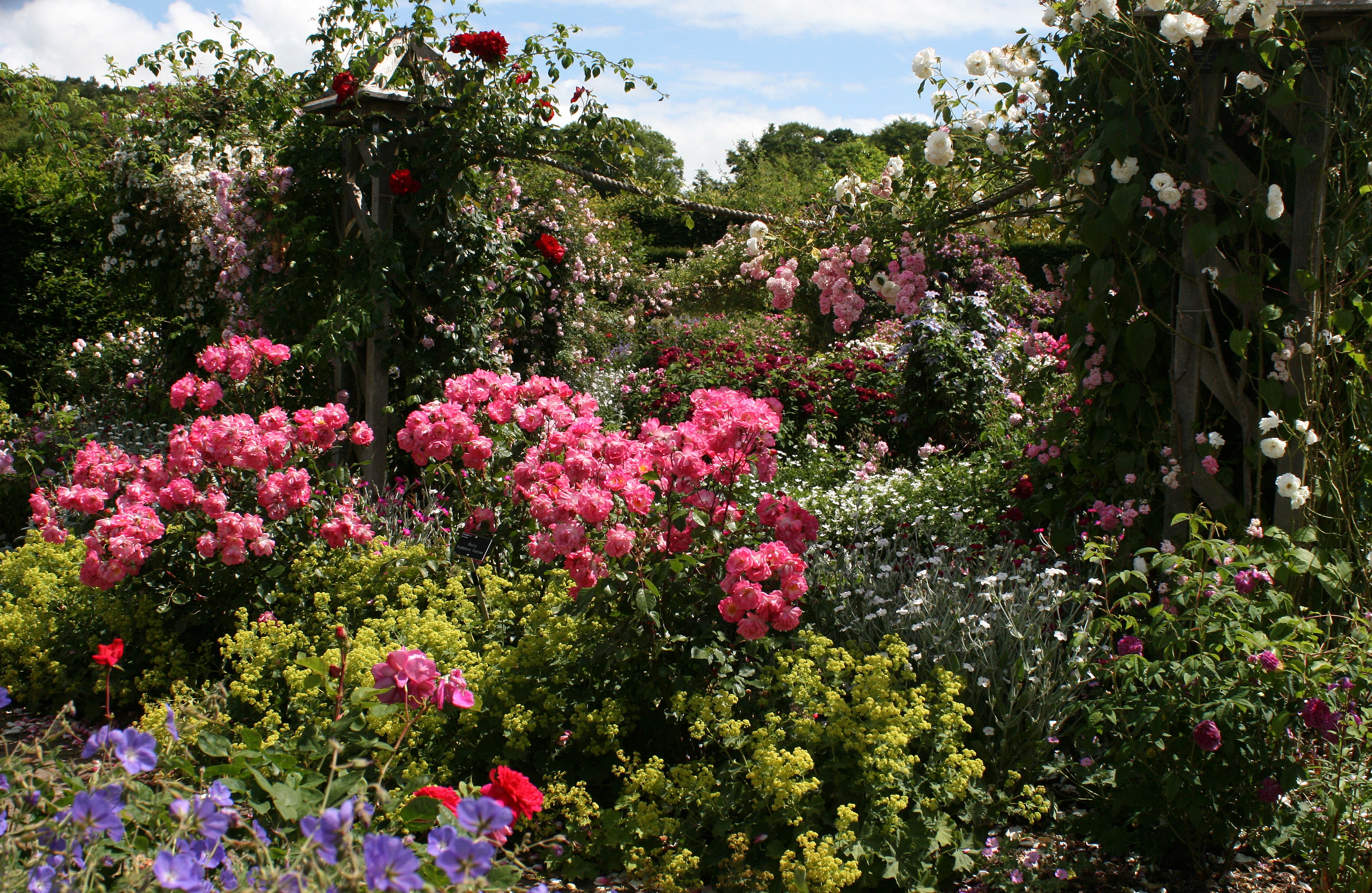 Rosemoor Gardens Devon England Roses Shrubs HD Wallpaper