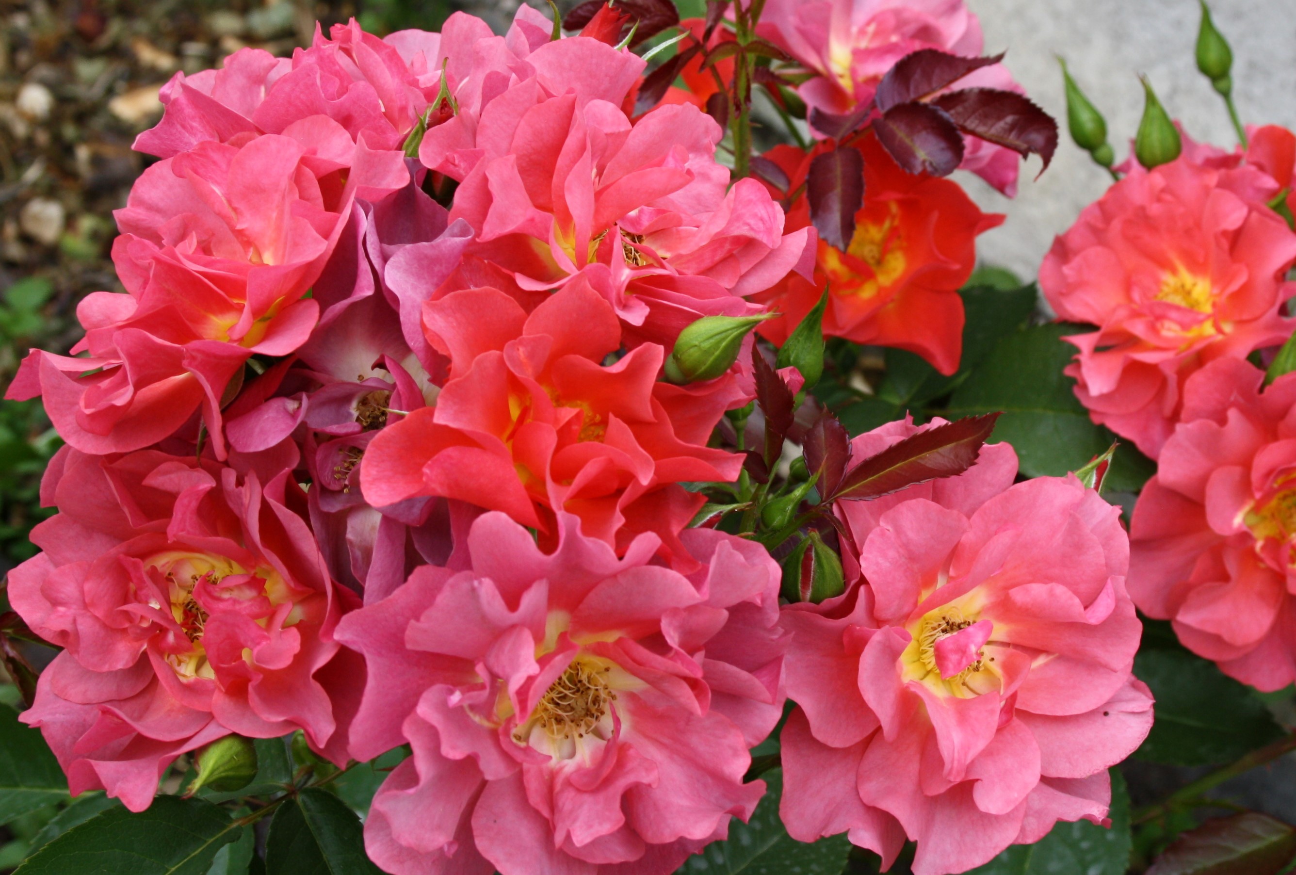 Cluster of pink and red roses in bloom HD Wallpaper