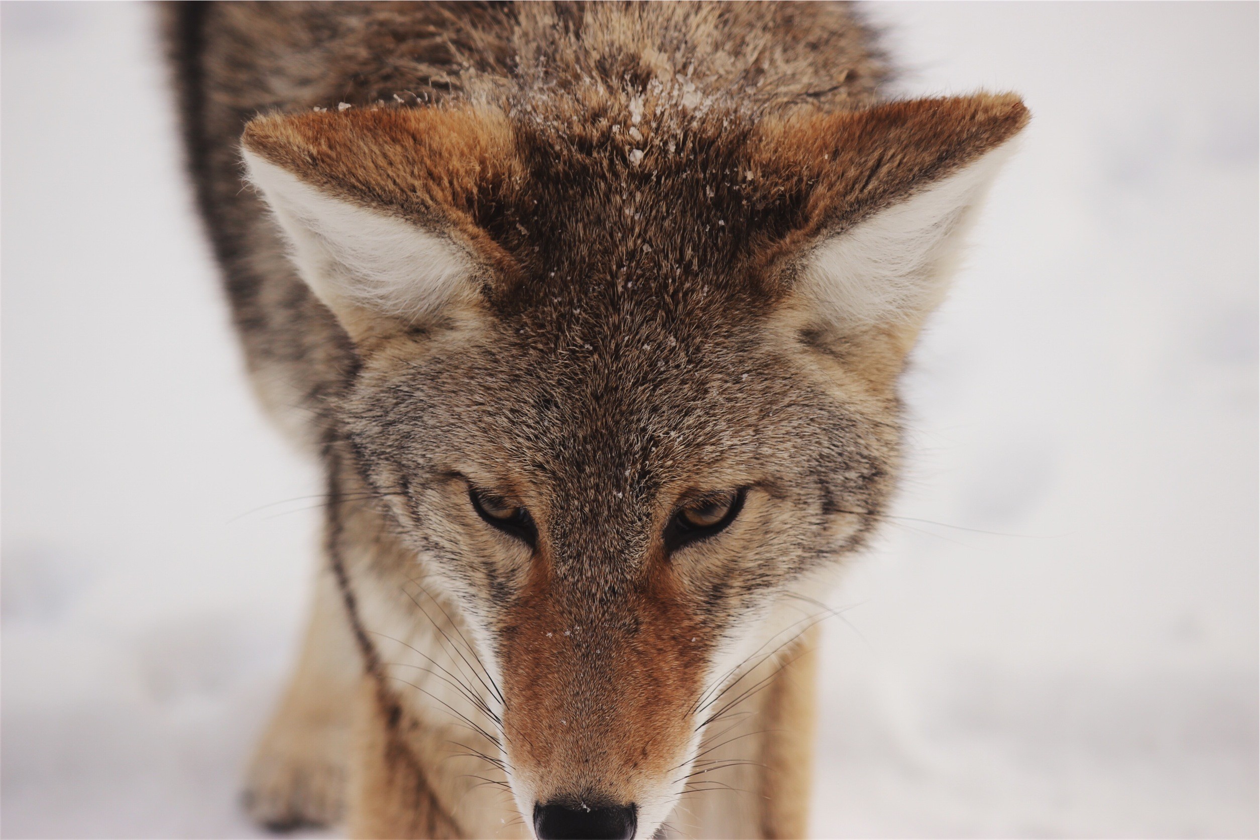 Close-up of a coyote in the snow HD Wallpaper