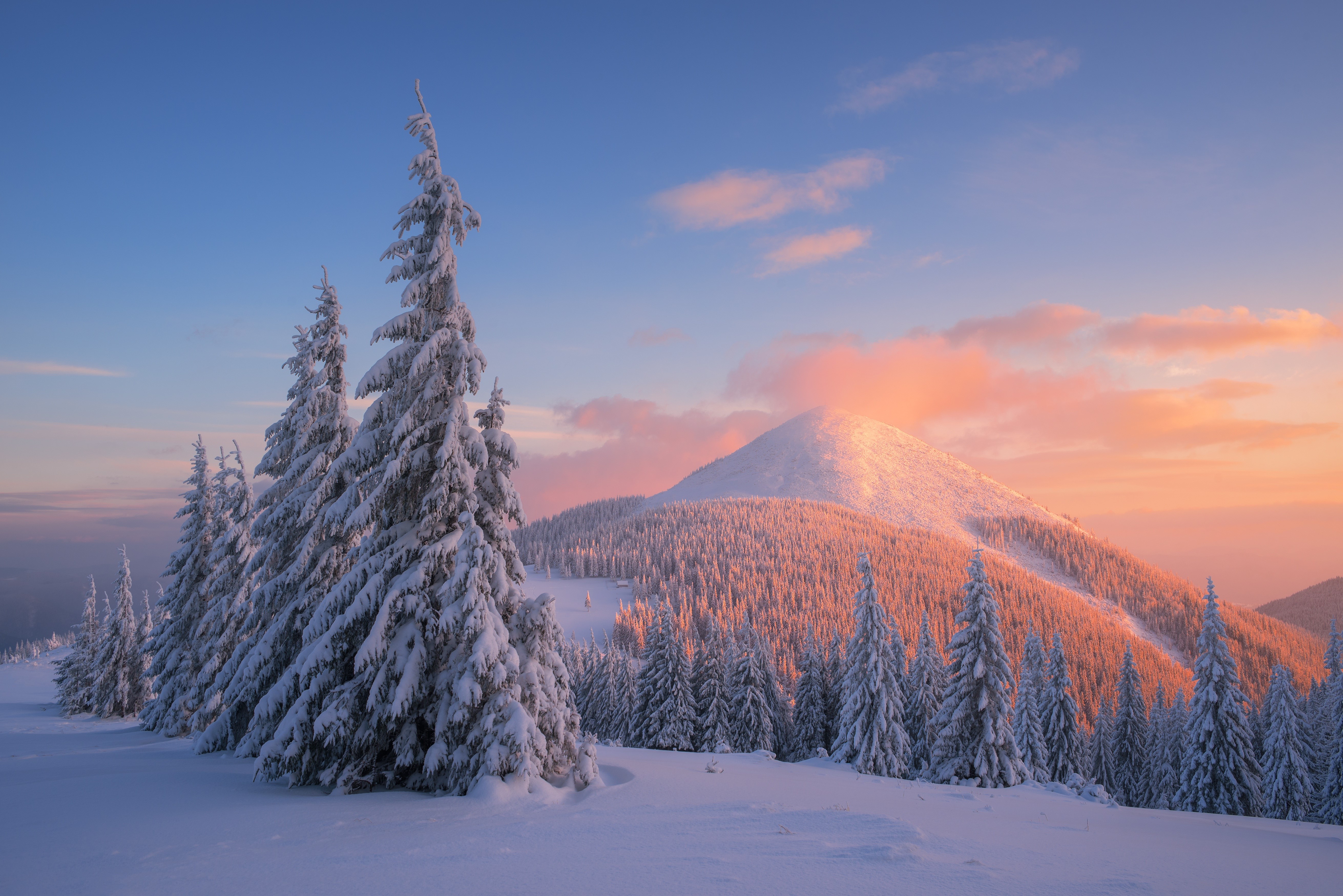 Snow-covered spruce trees and mountain at sunrise HD Wallpaper
