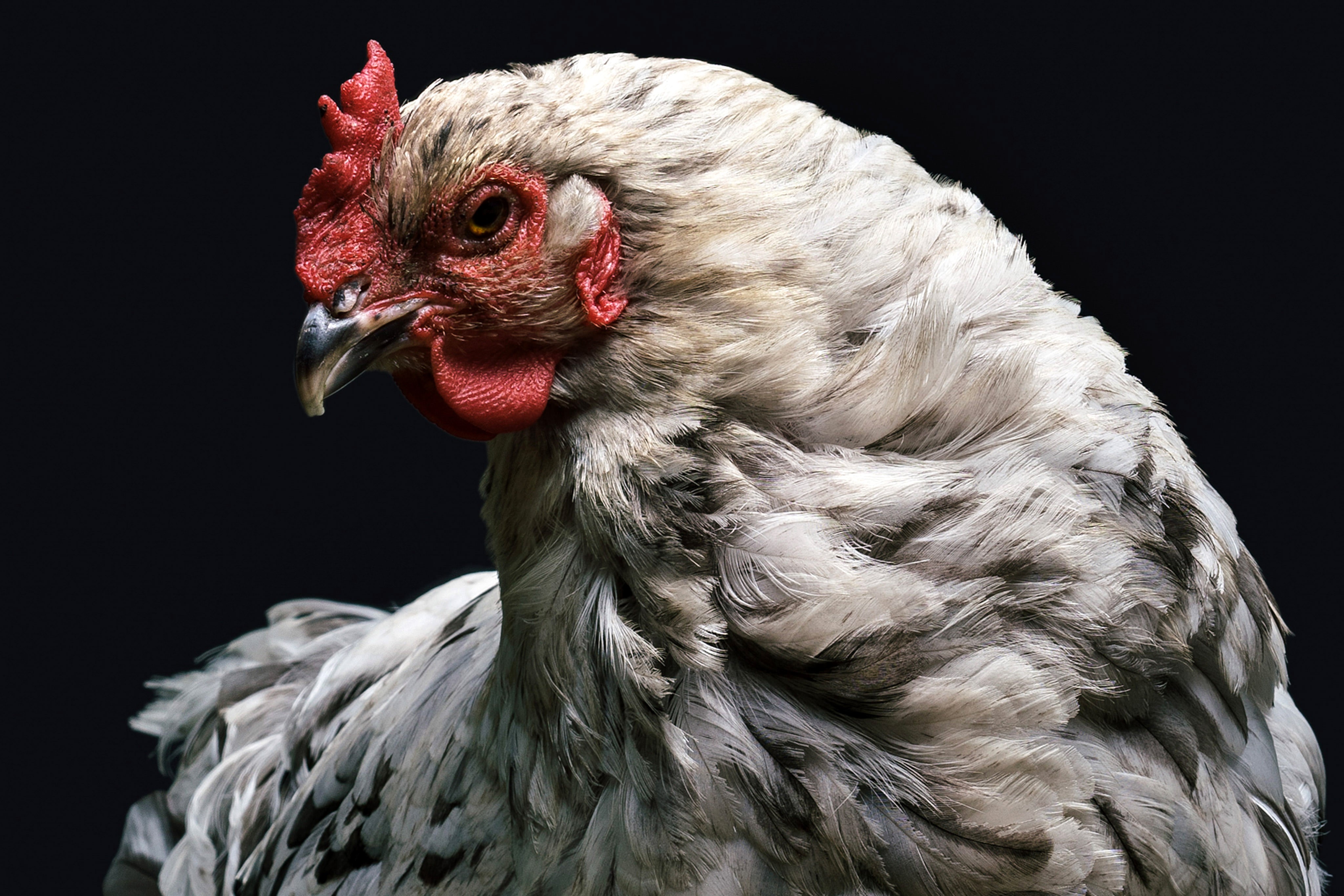 4K Rooster with Red Comb and Wattle HD Wallpaper
