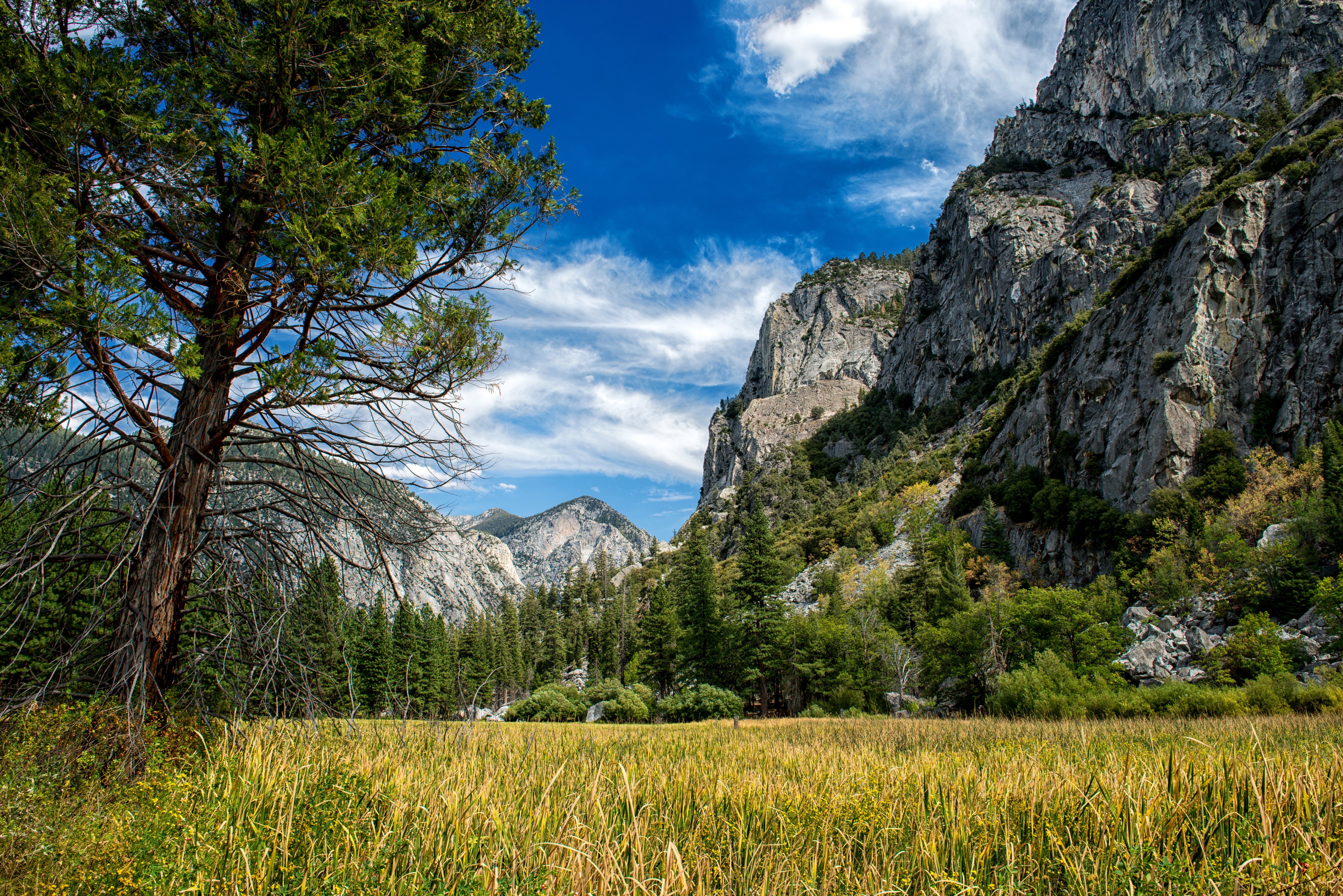 Sequoia and Kings National Park Mountains and Trees HD Wallpaper