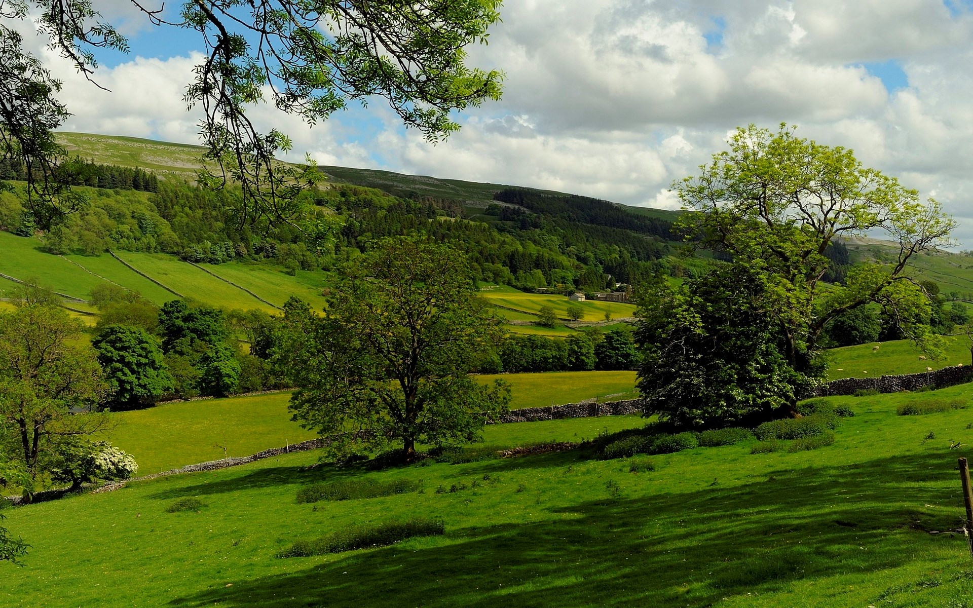 Green rolling hills with trees and stone walls HD Wallpaper