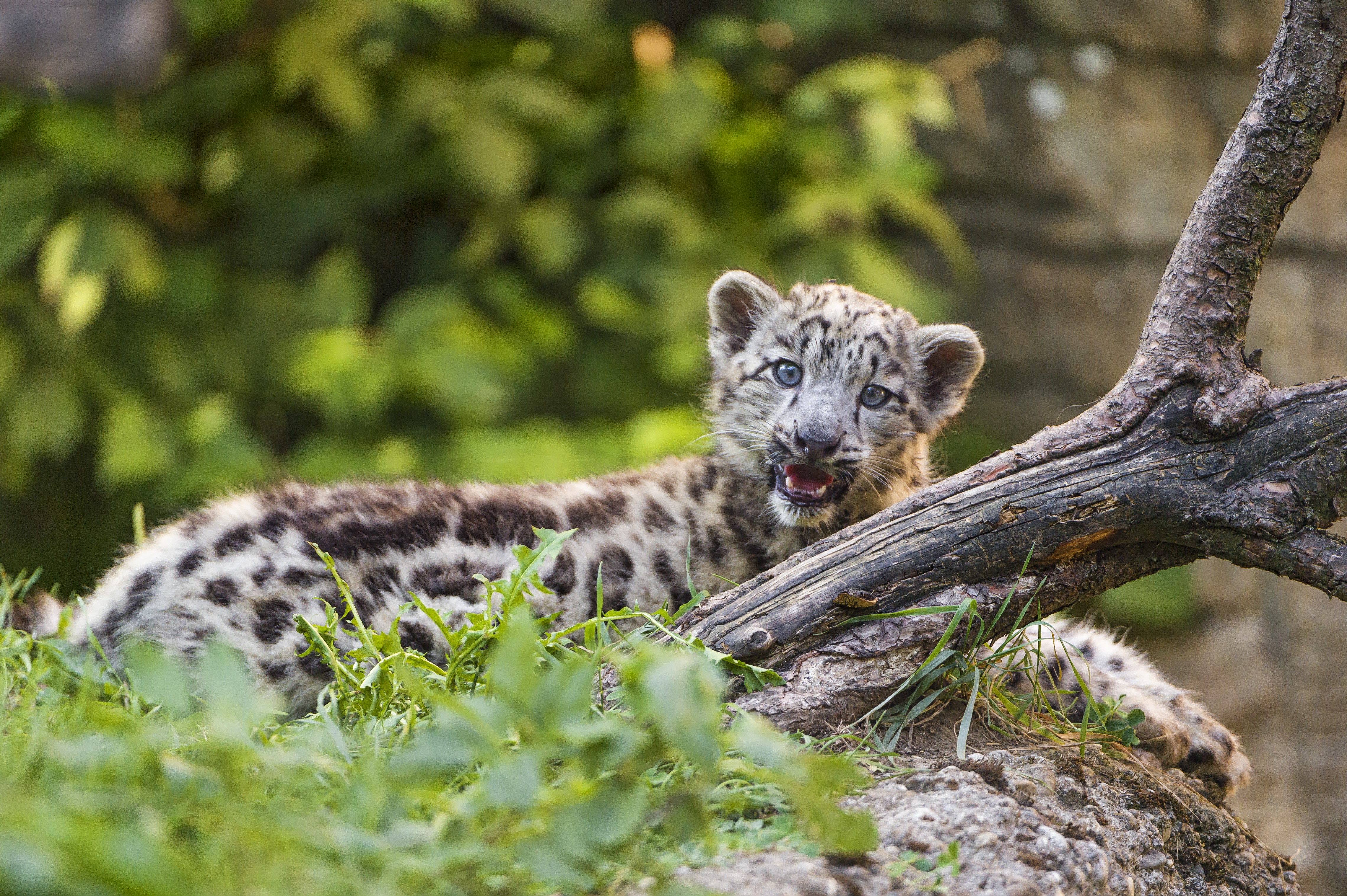 Snow leopard cub on a log HD Wallpaper
