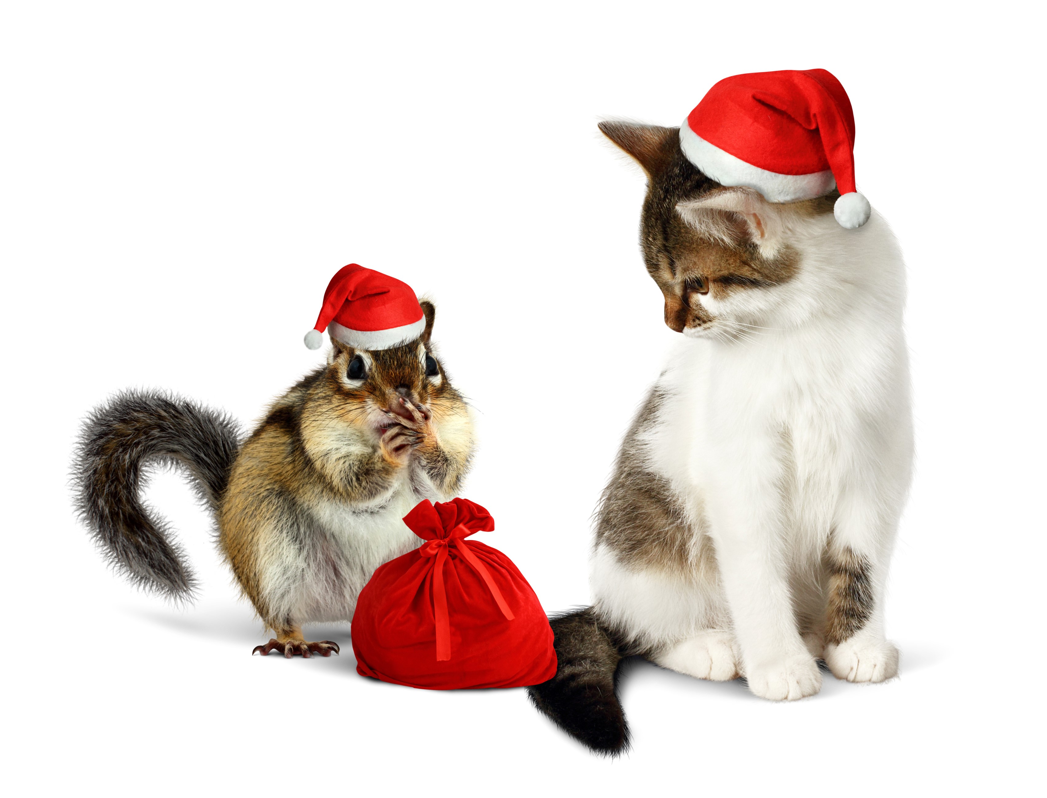 Chipmunk and kitten wearing Santa hats with gift bag HD Wallpaper