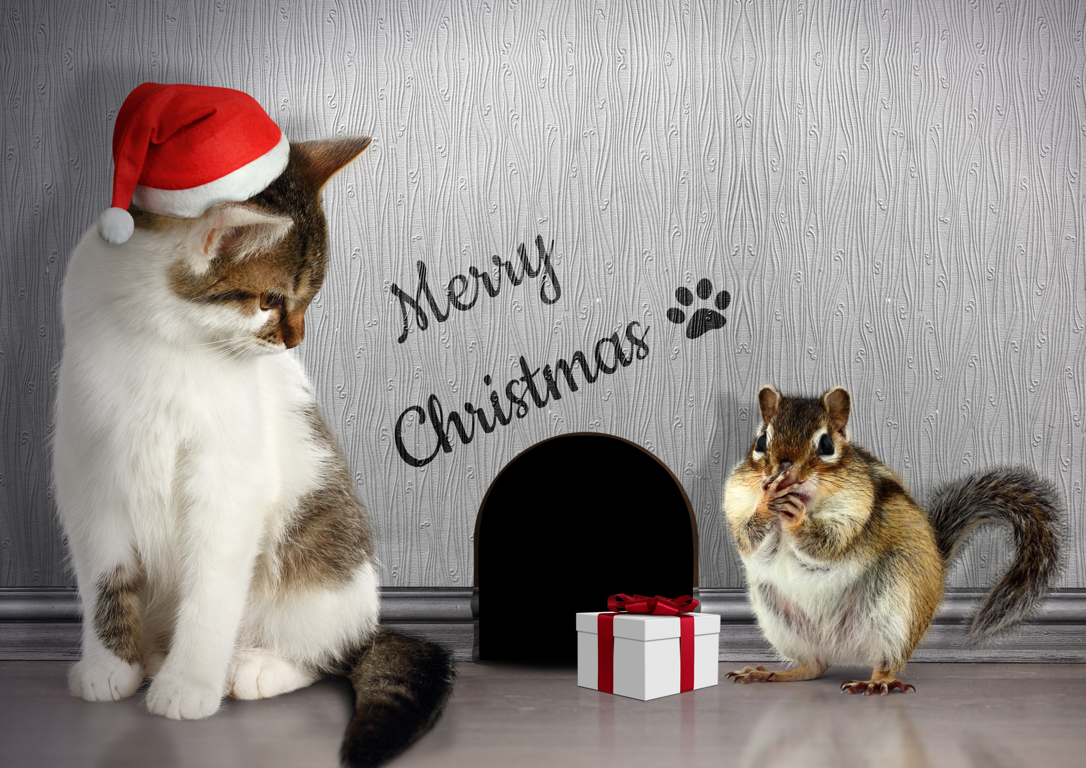 Cat in Santa hat and chipmunk with Christmas gift HD Wallpaper
