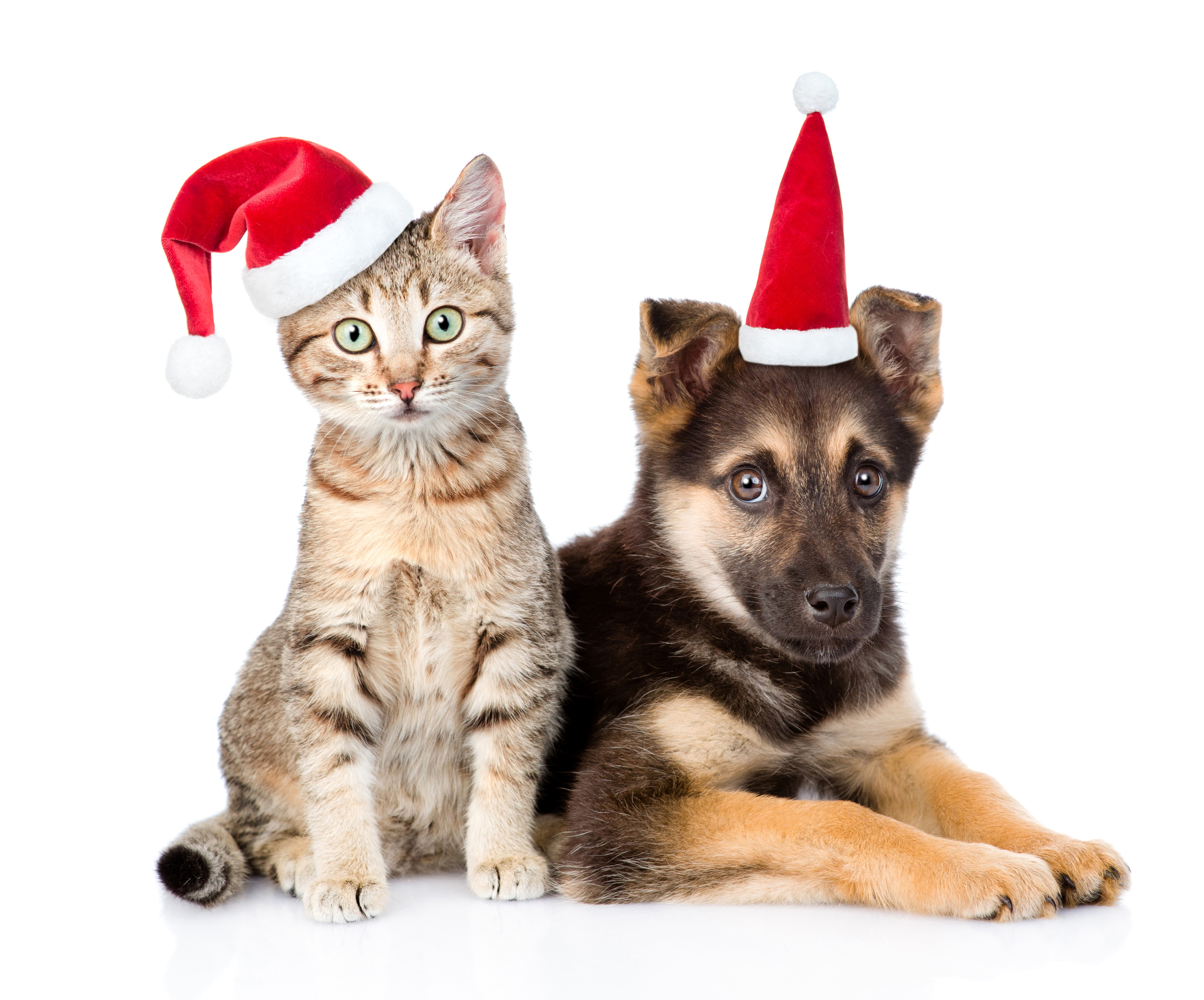 Kitten and German Shepherd Puppy Wearing Santa Hats HD Wallpaper