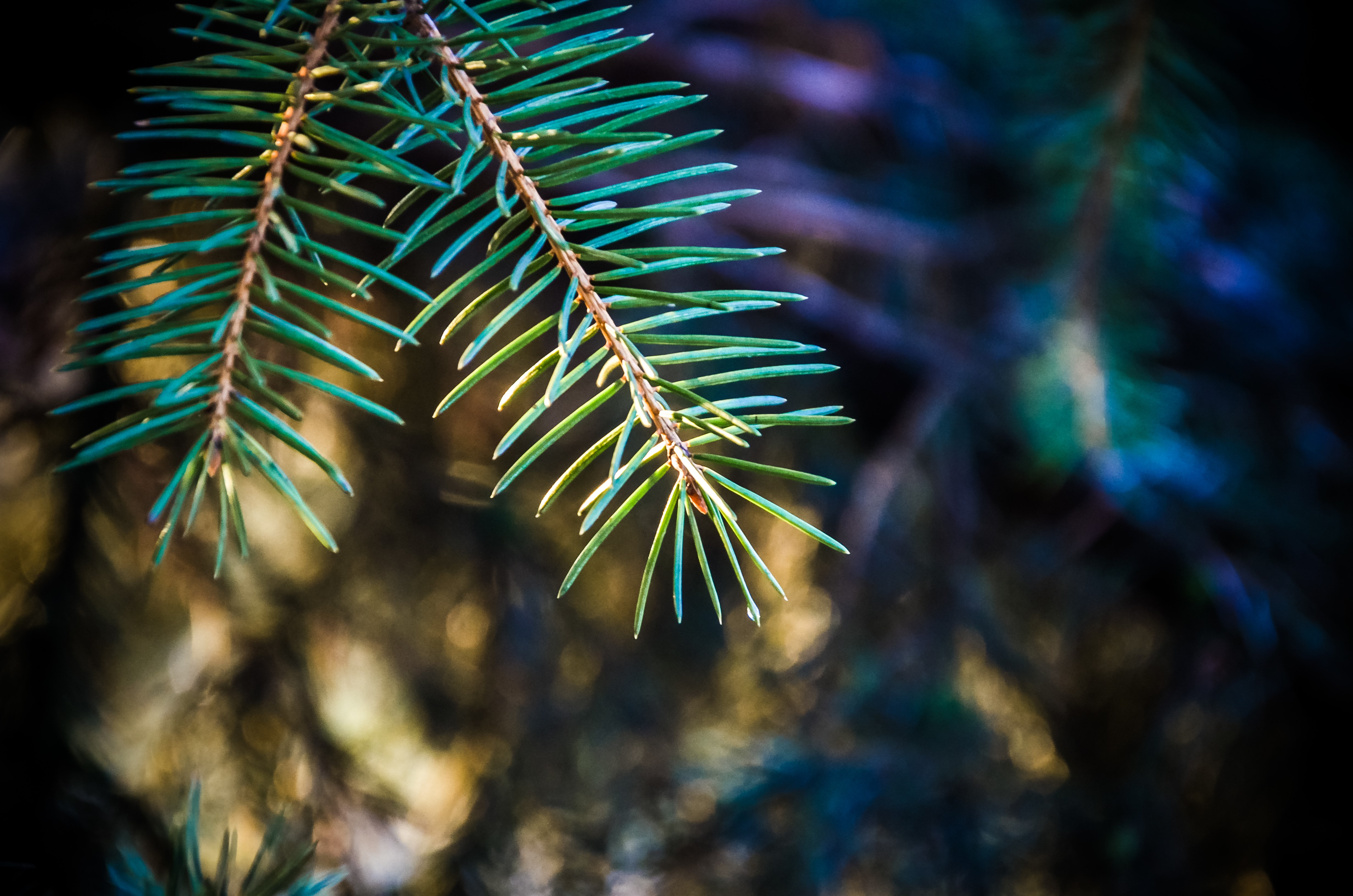 Closeup of Spruce Branches HD Wallpaper