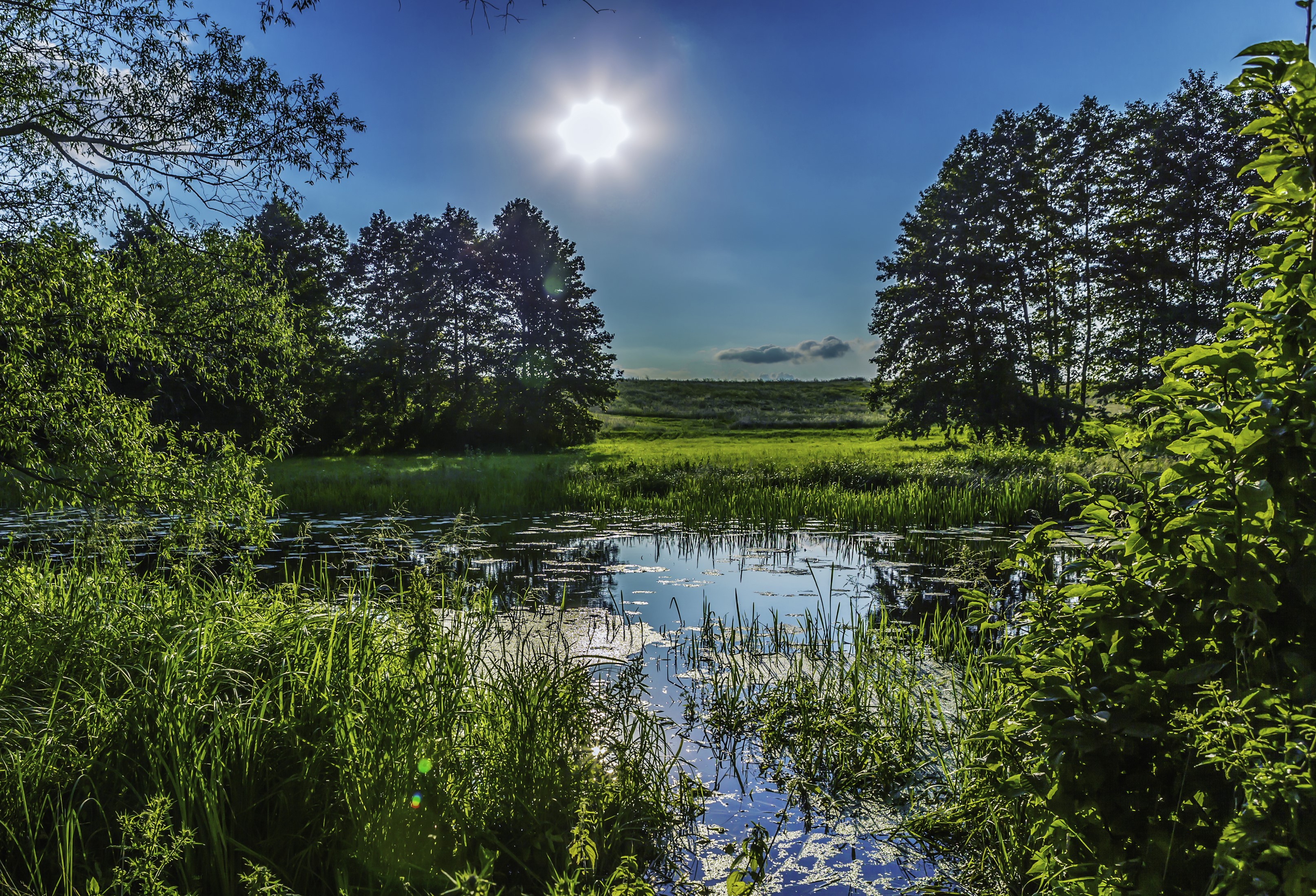 Sunny day over a swamp with trees and grass HD Wallpaper