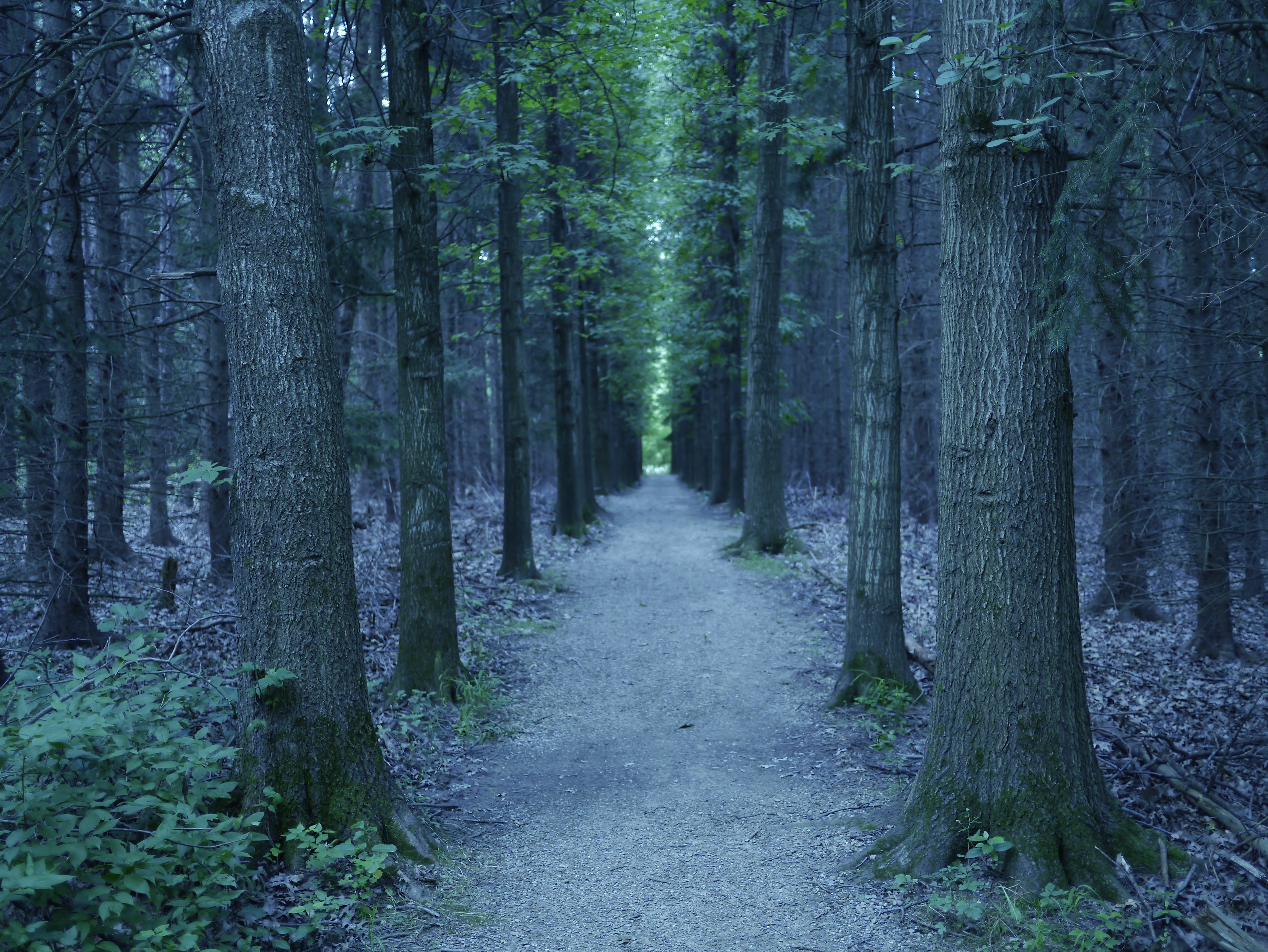 4K Forests Trees Trail HD Wallpaper