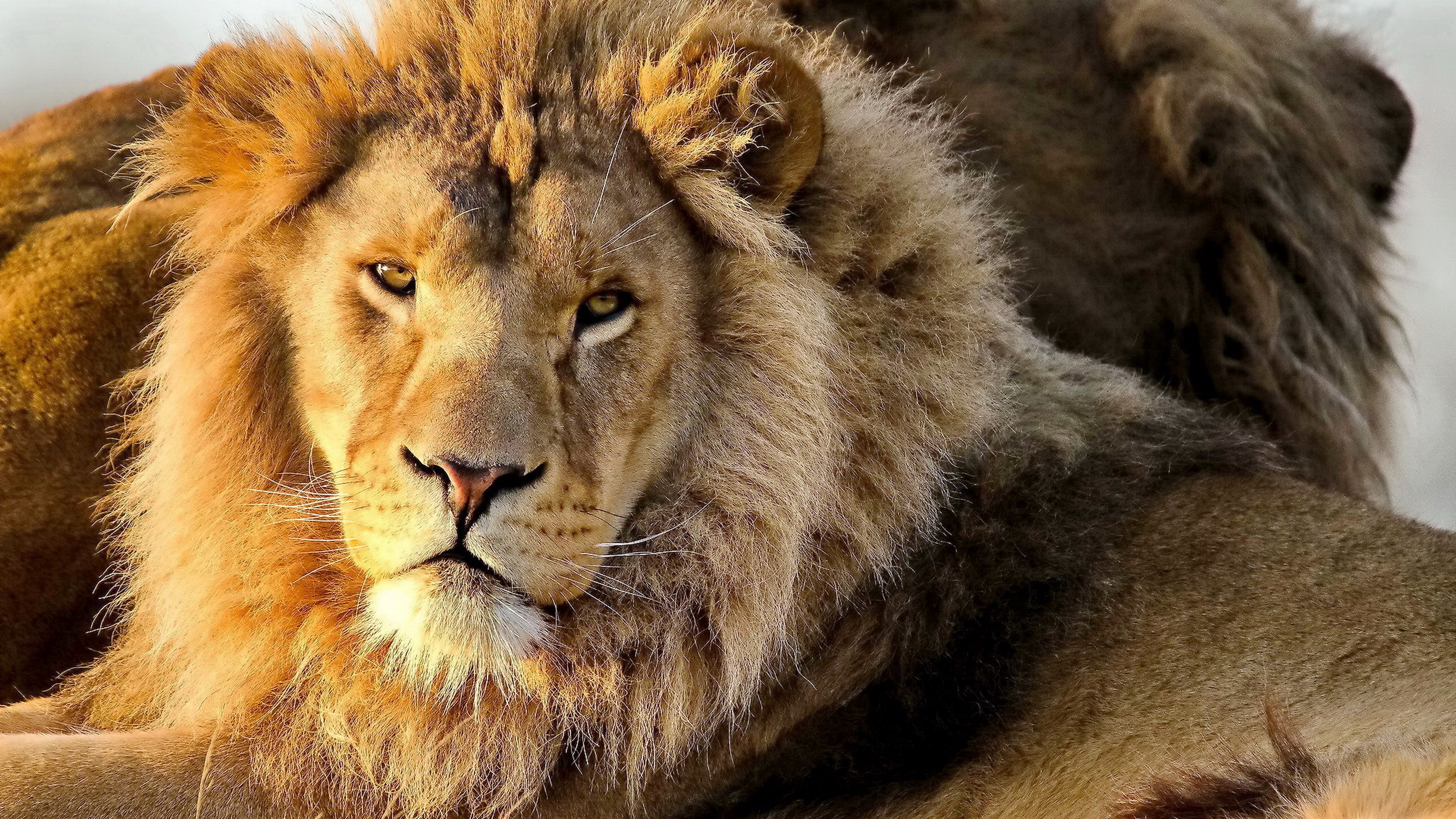 Two lions resting, close-up portrait HD Wallpaper