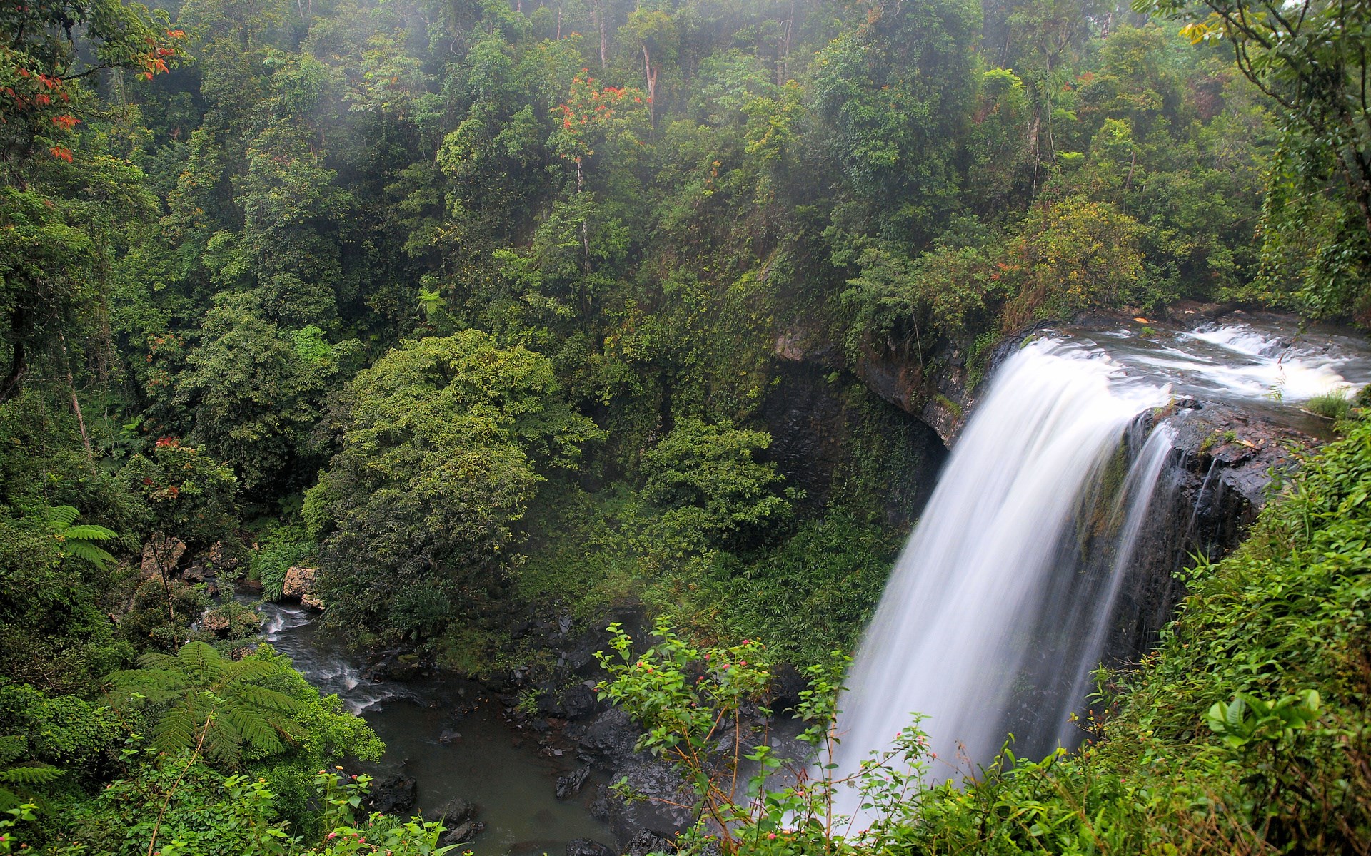 Waterfall cascading through a dense rainforest HD Wallpaper