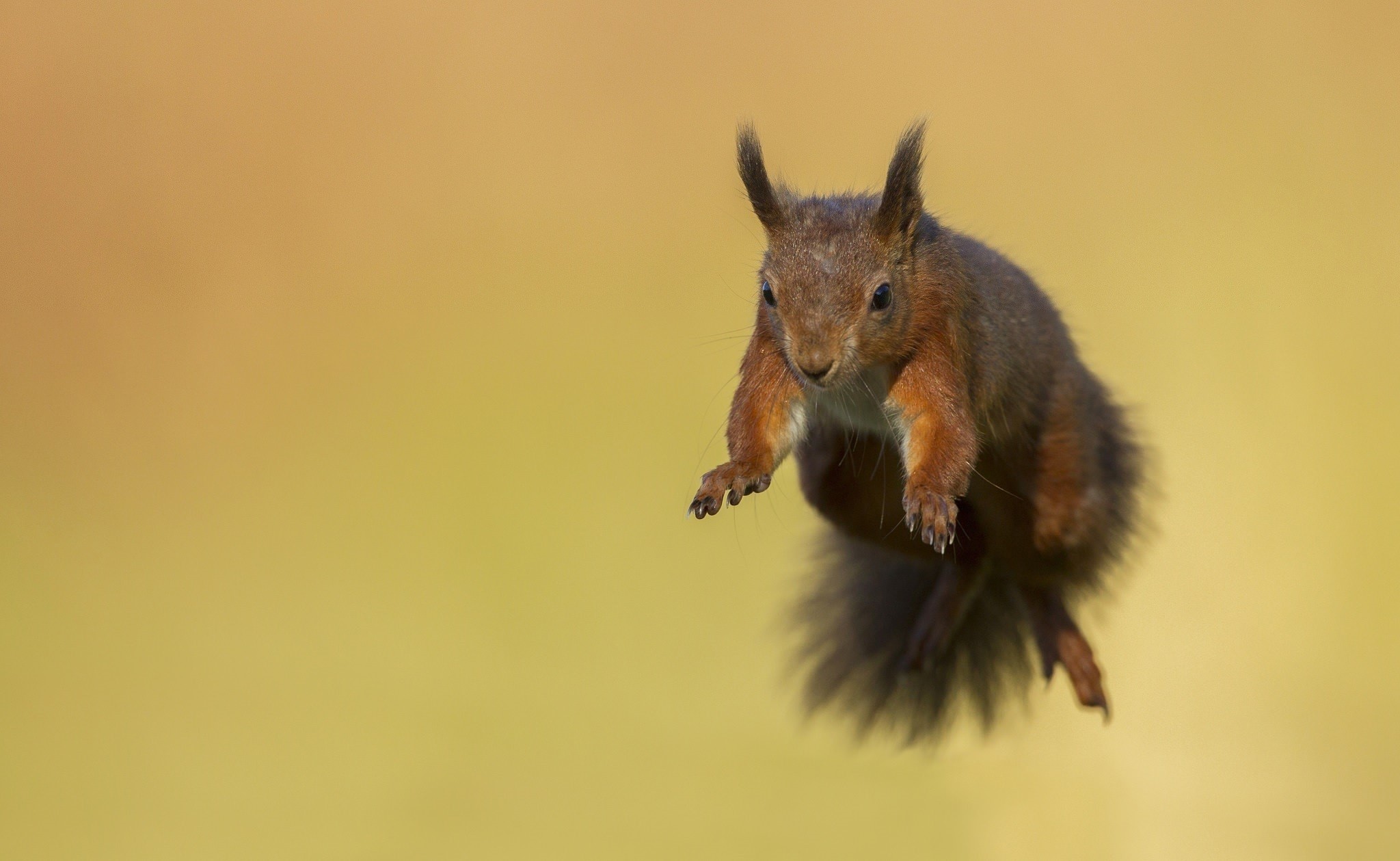 A red squirrel jumps in mid-air HD Wallpaper