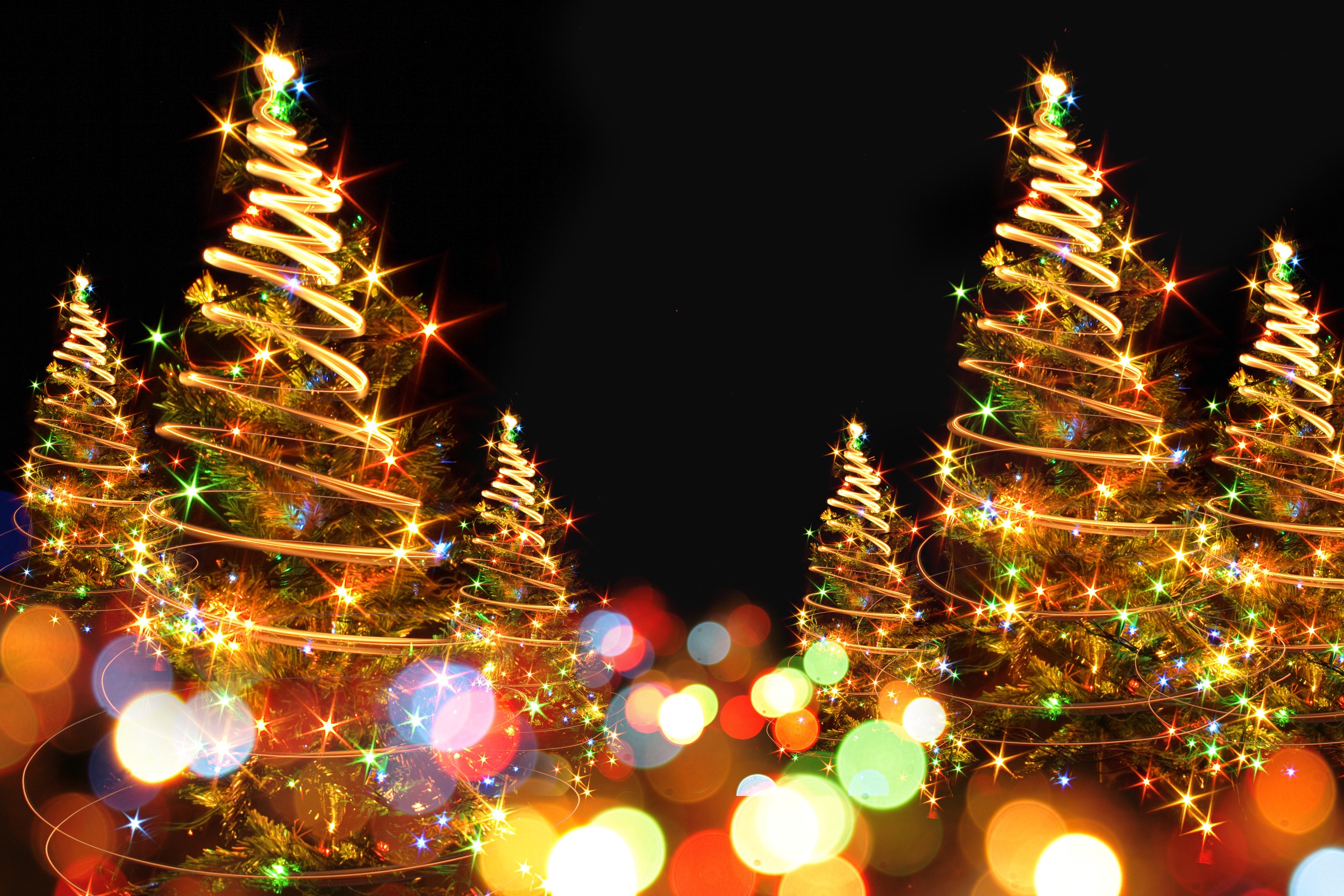 Christmas trees decorated with fairy lights HD Wallpaper