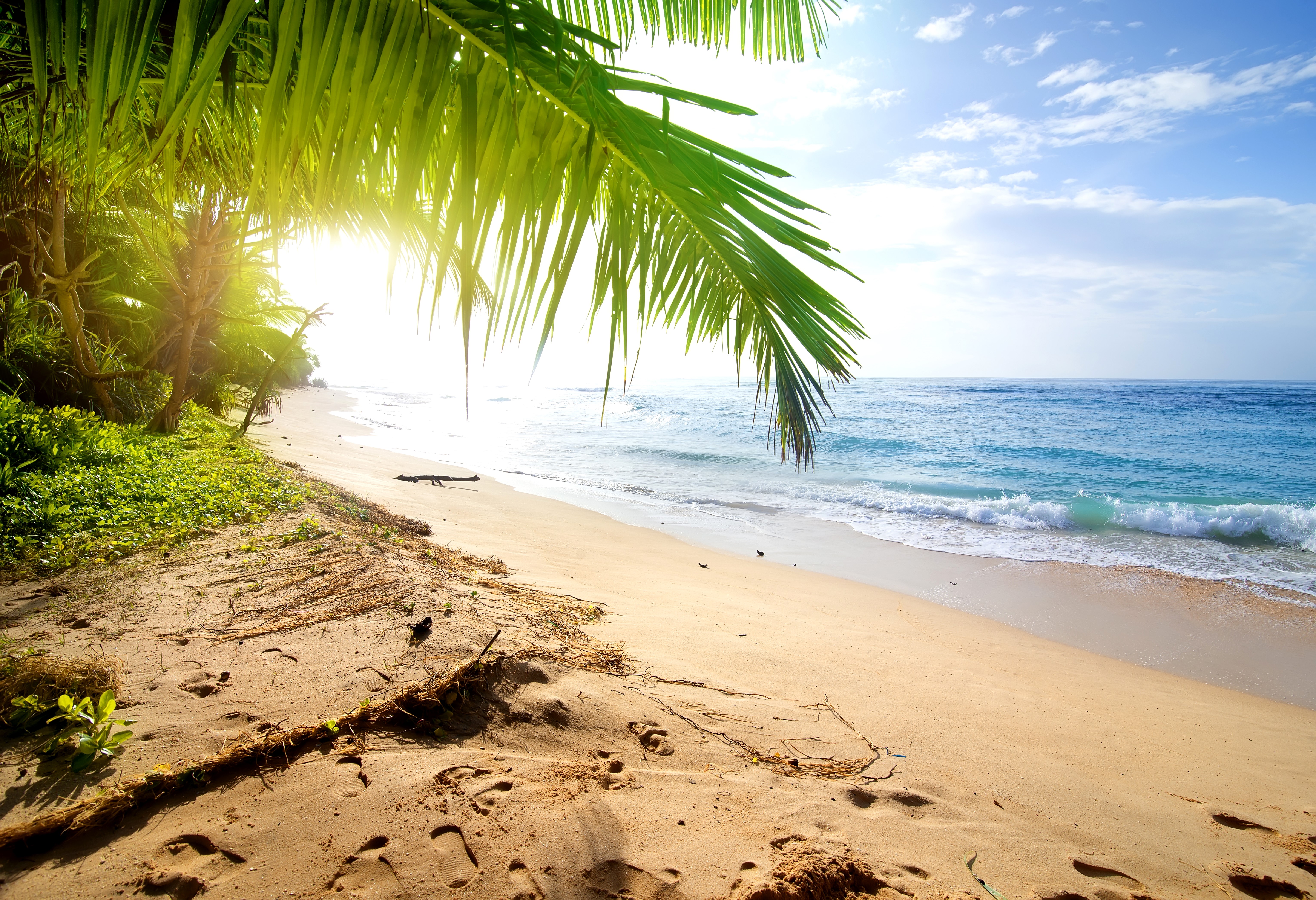 Tropical beach with palm trees and ocean waves HD Wallpaper