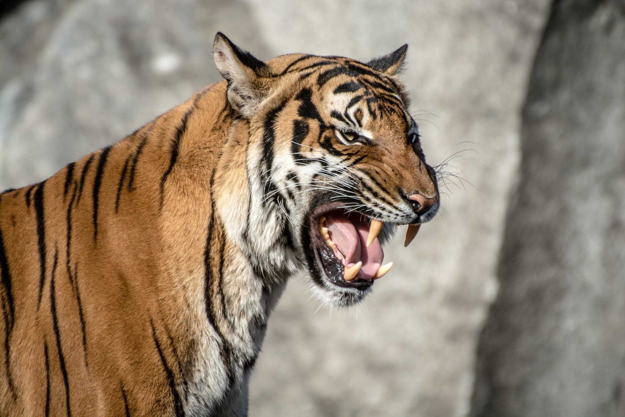 Tiger roaring with mouth open showing fangs HD Wallpaper