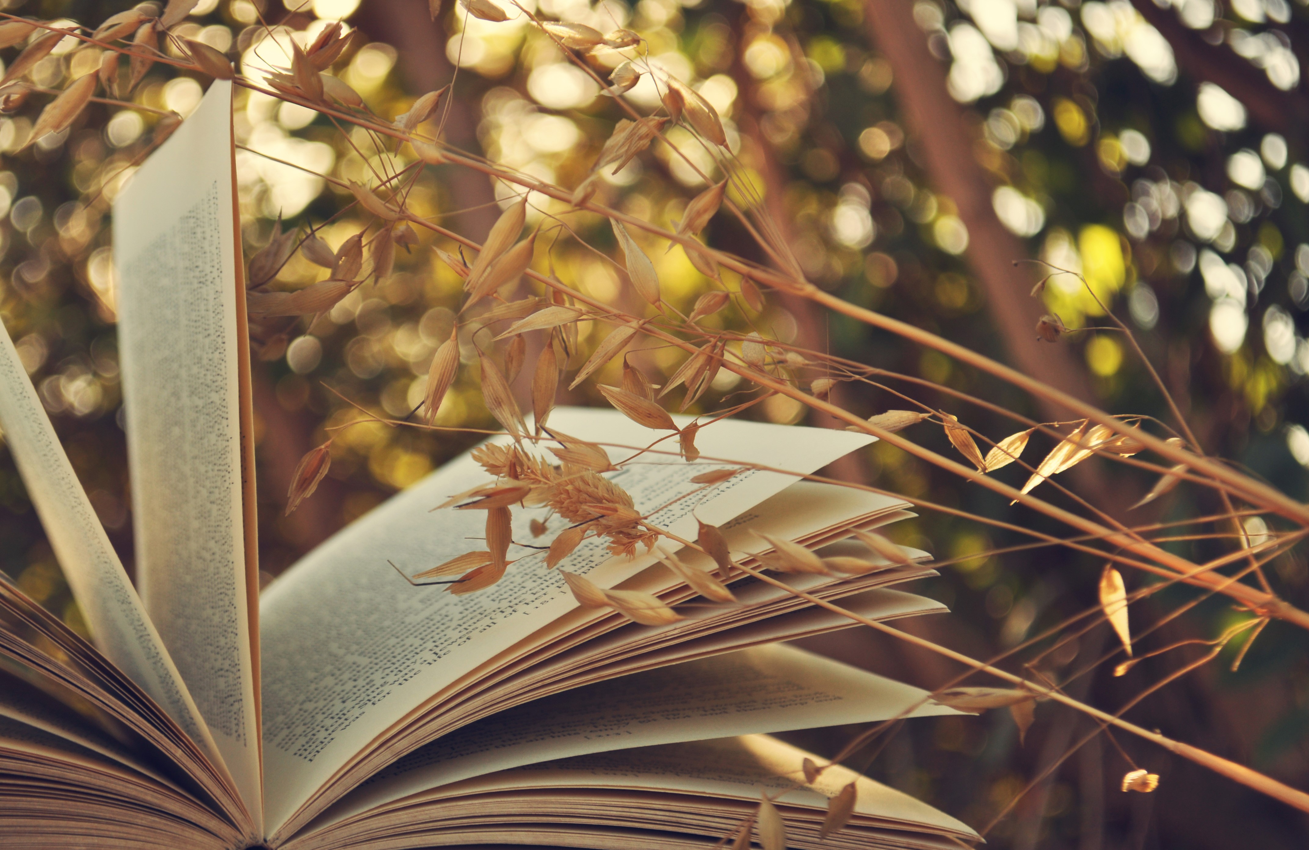 Open book with dry grass and bokeh background HD Wallpaper