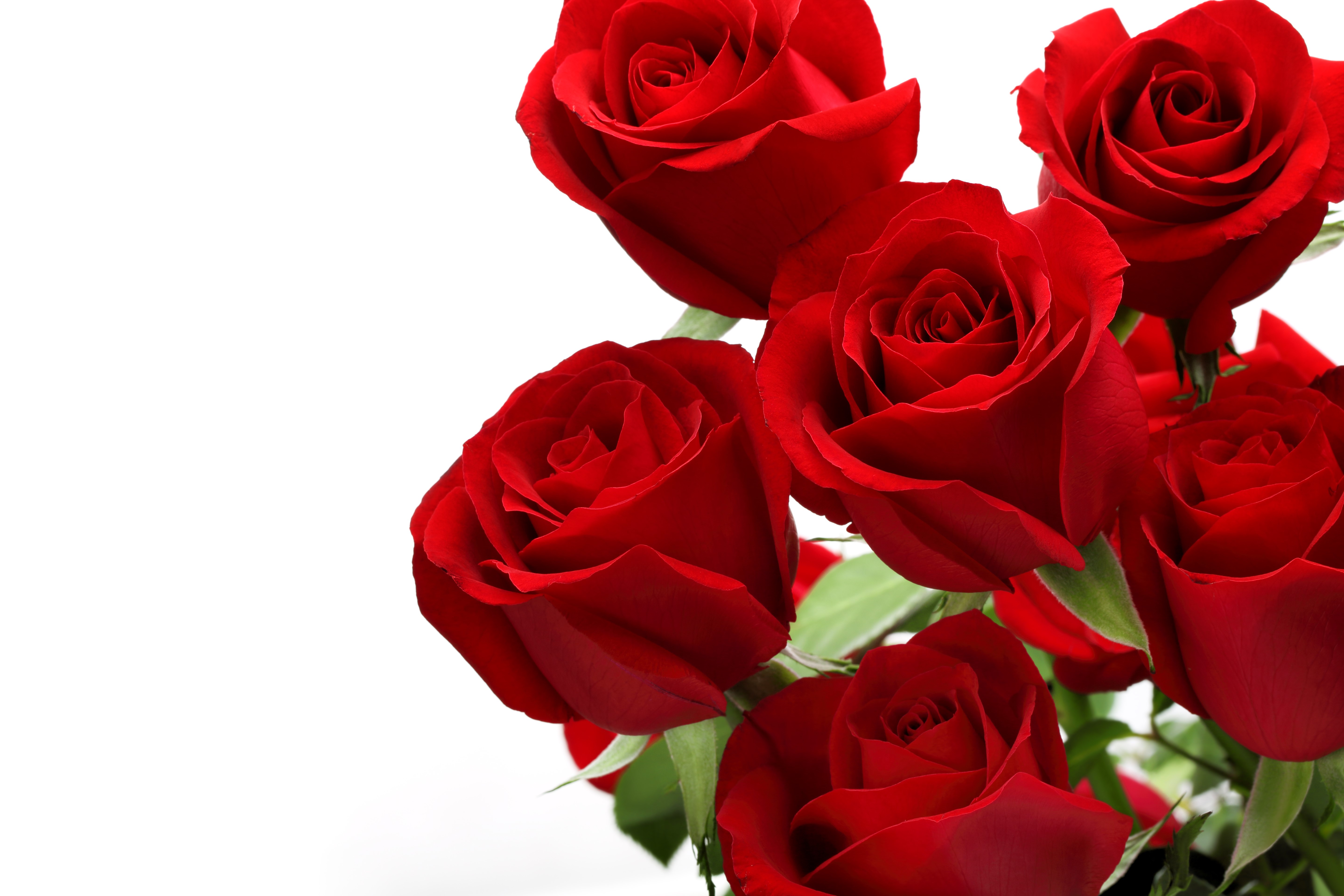 Red Roses on White Background HD Wallpaper