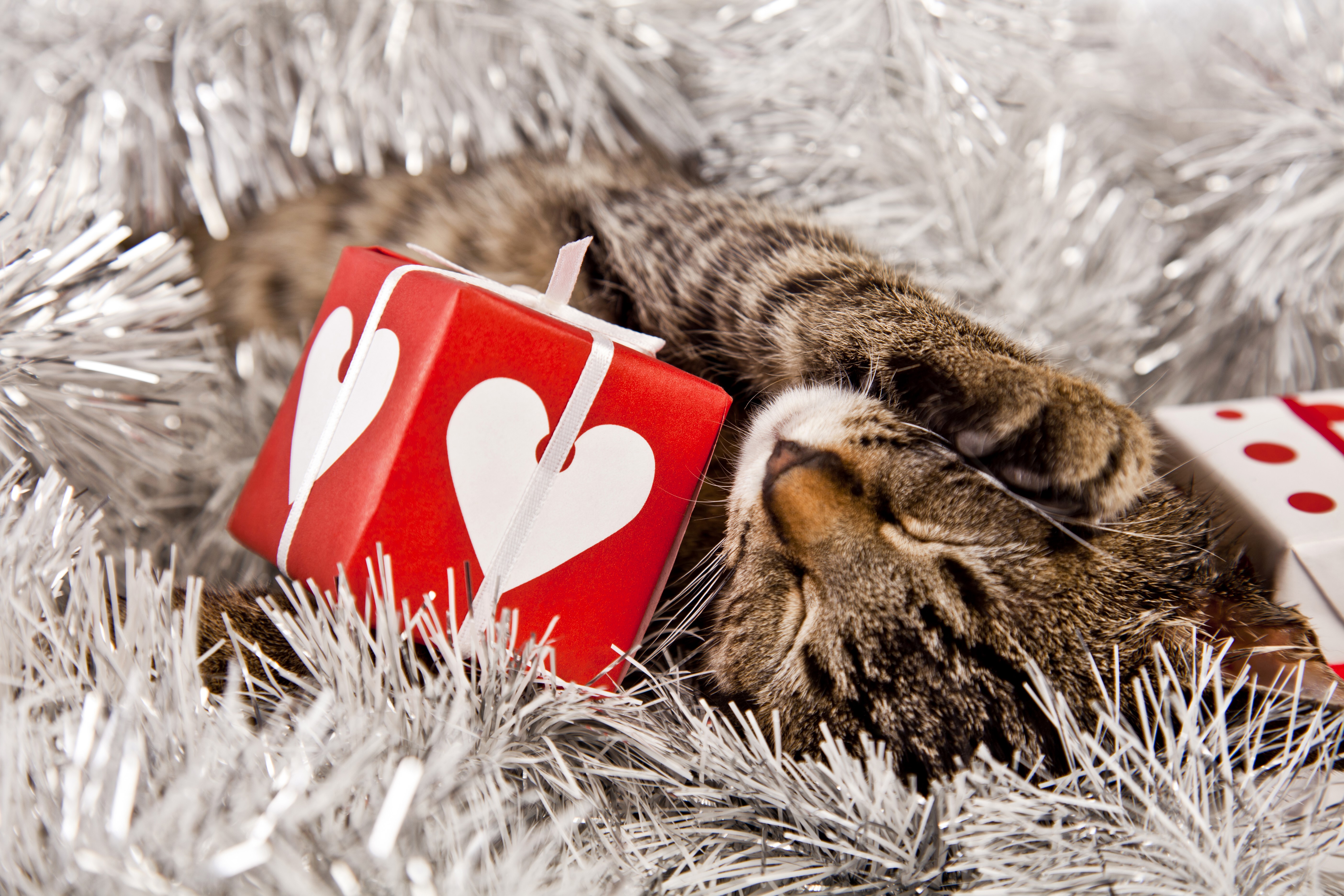 Cat sleeping with Christmas gifts HD Wallpaper