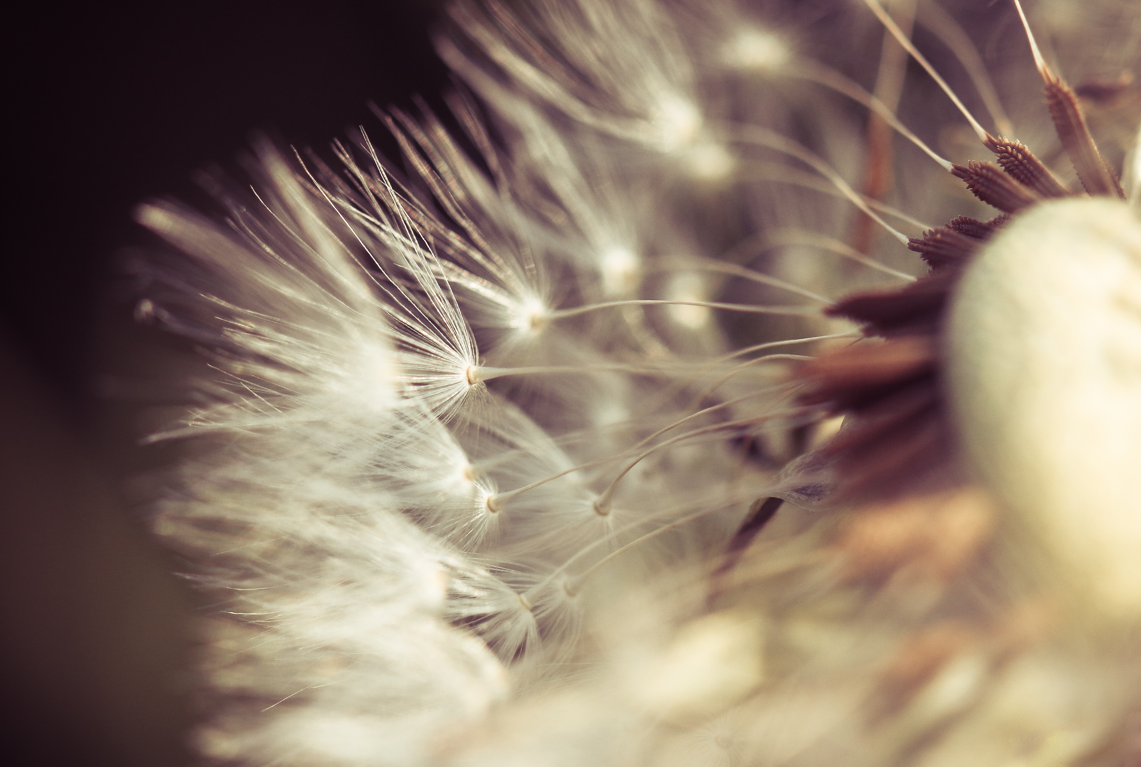 4K Closeup Macro of Dandelion Seeds HD Wallpaper