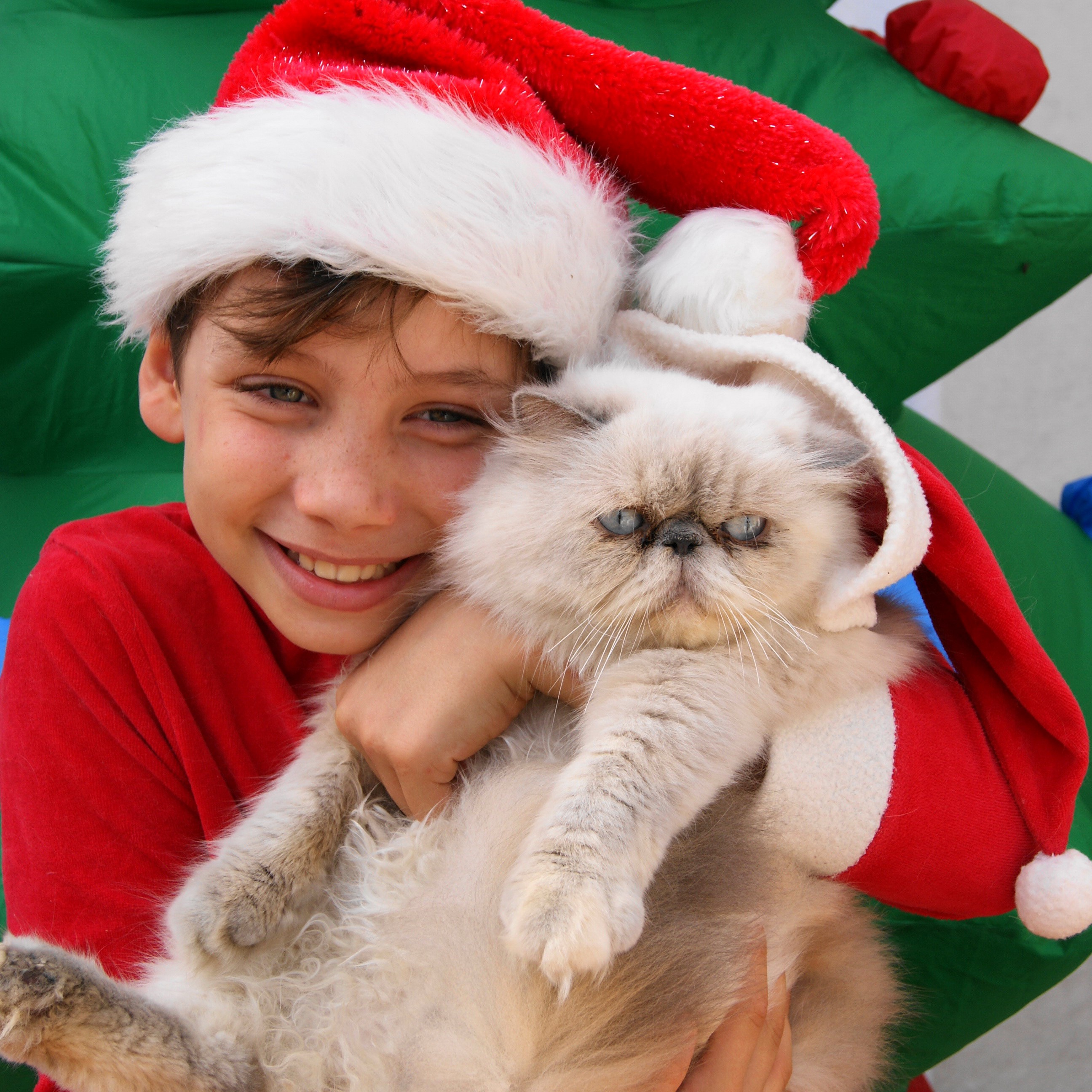 Boy and cat wearing Santa hats HD Wallpaper