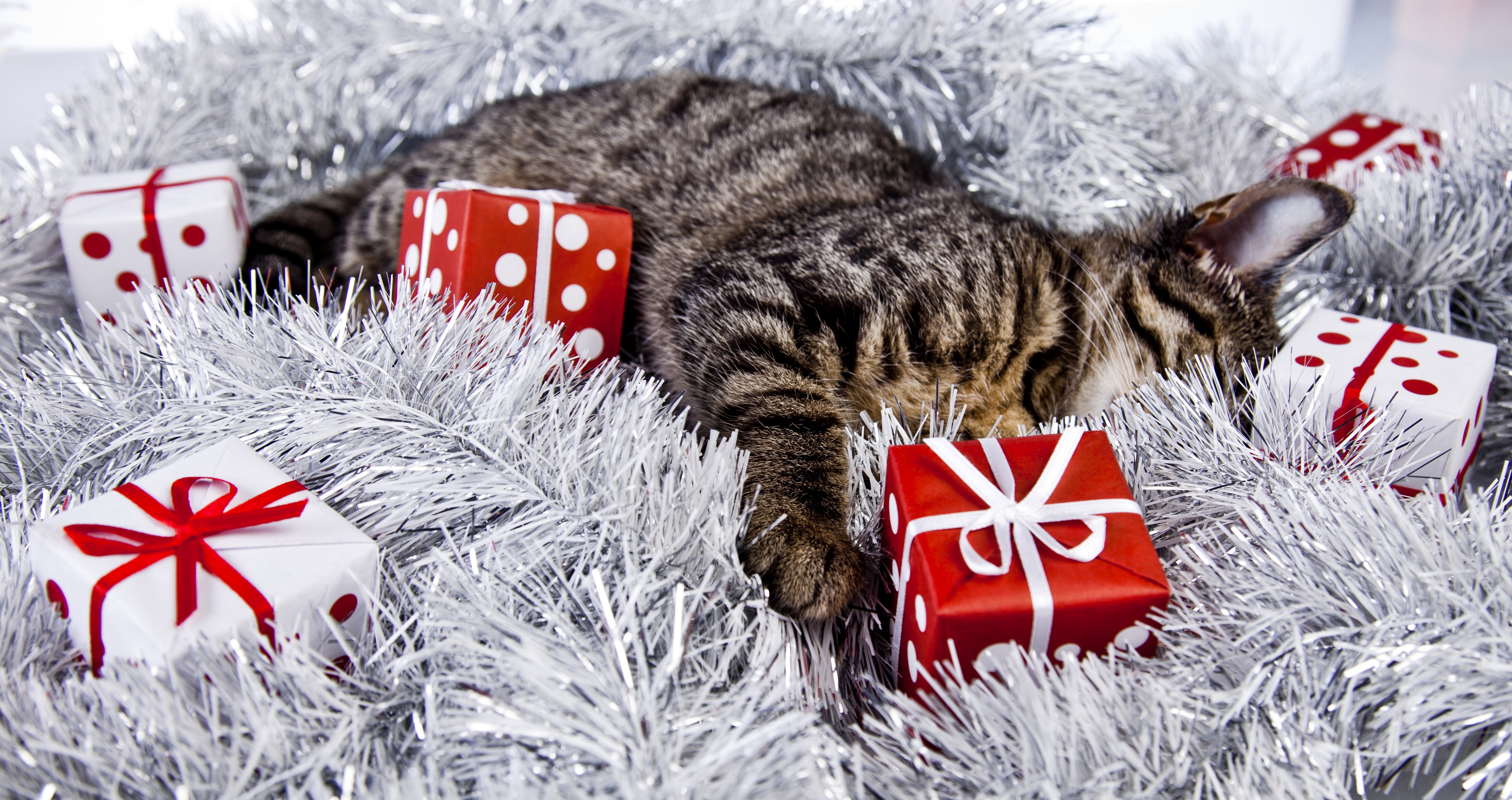 4K Christmas cat sleeping with gifts HD Wallpaper