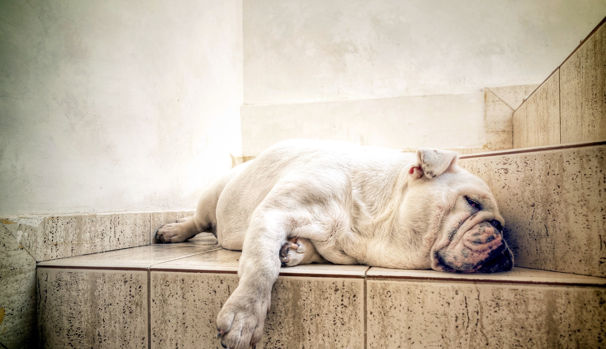 White Bulldog sleeping on stone stairs HD Wallpaper