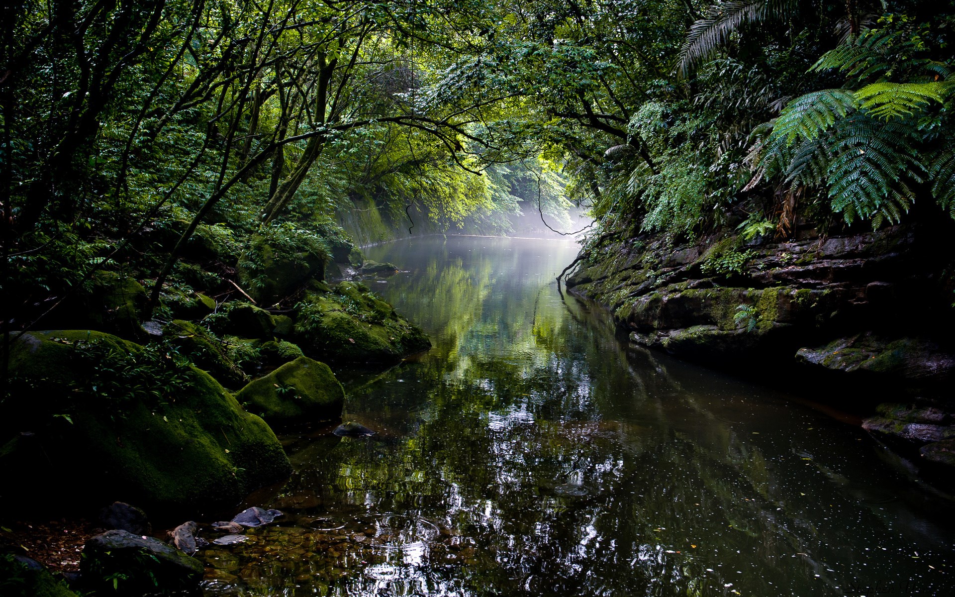 Misty river flowing through a dense, green forest HD Wallpaper