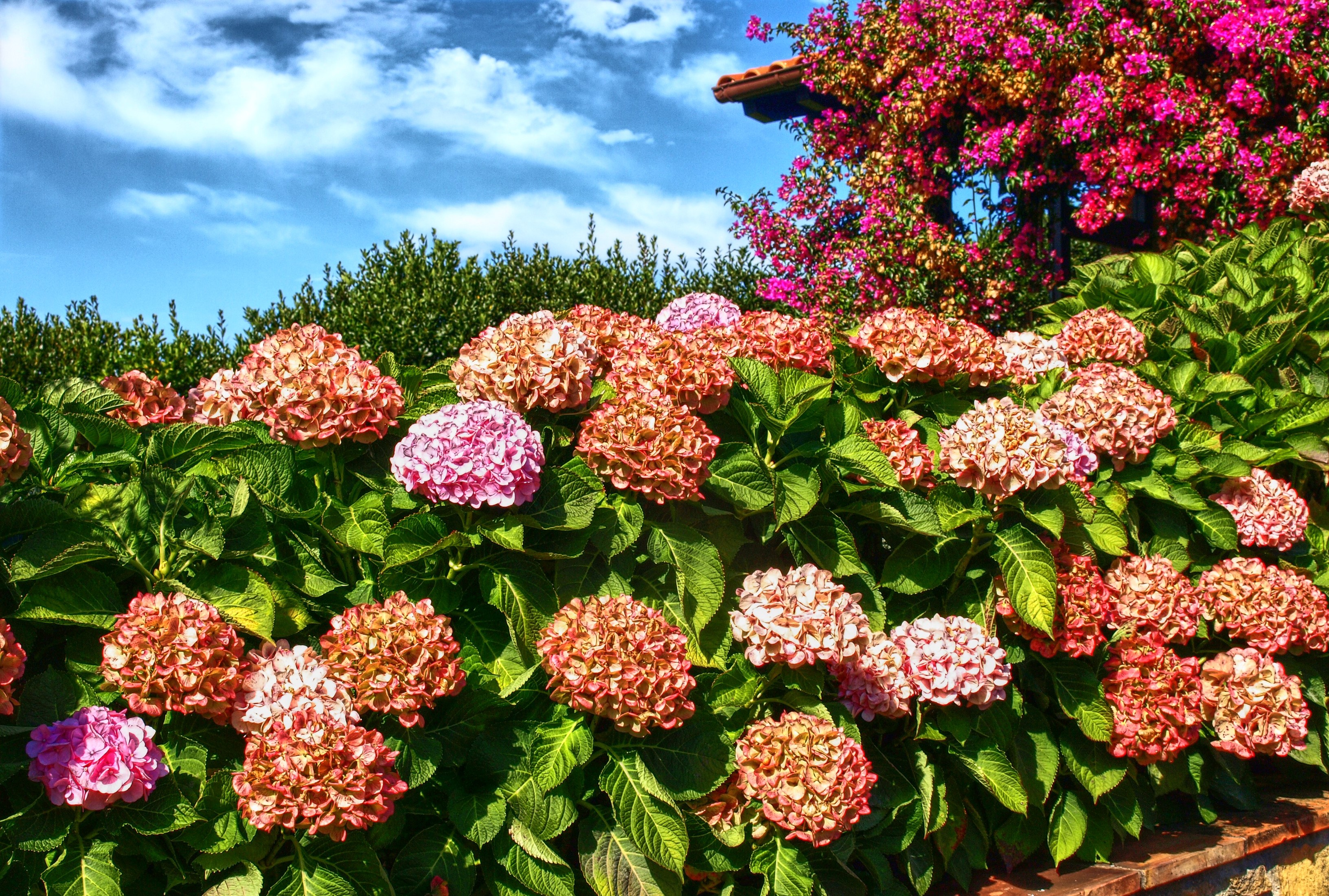 Hydrangeas in bloom with bougainvillea and blue sky HD Wallpaper