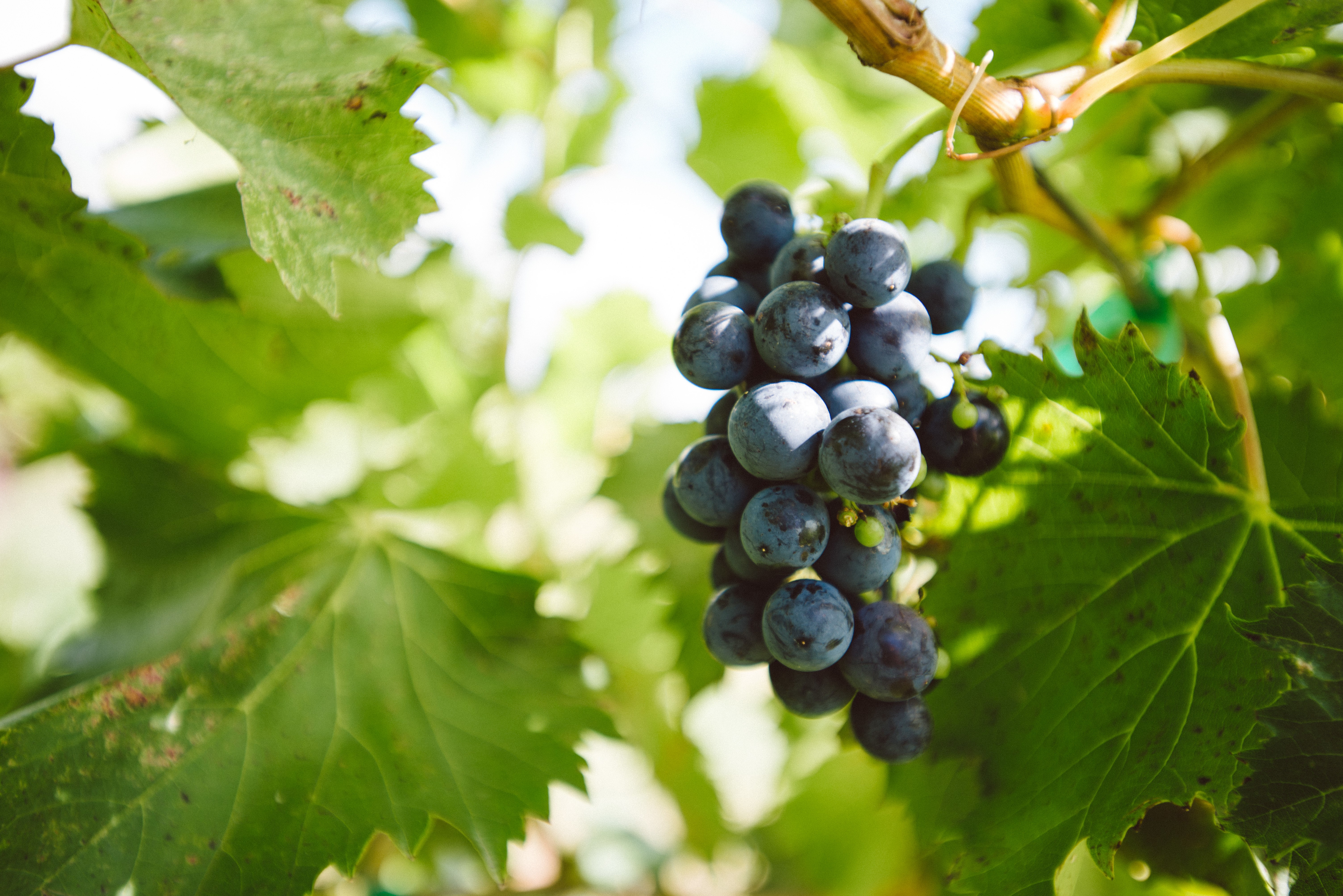 Grapes on a vine with green foliage HD Wallpaper