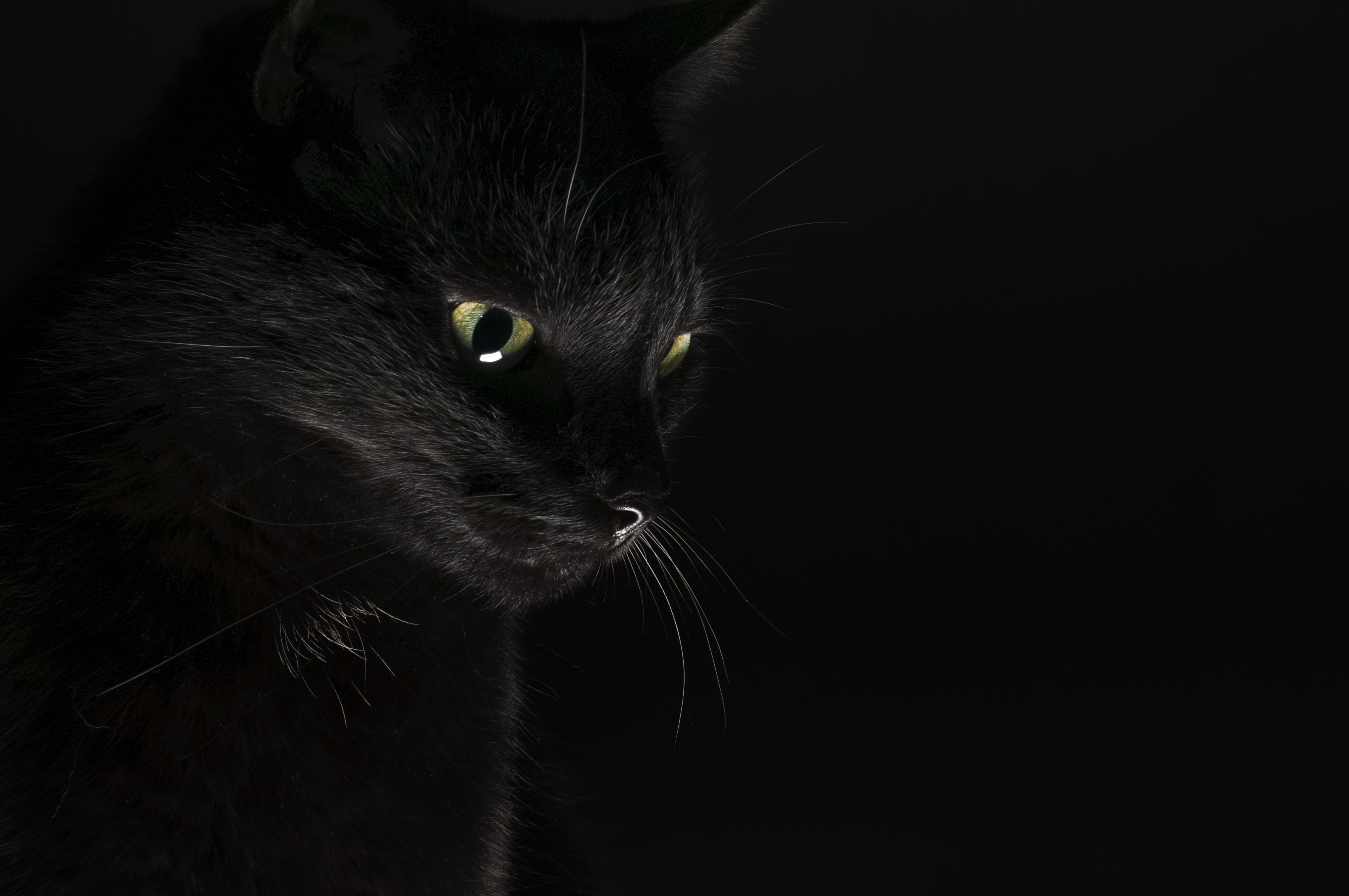 Black cat with green eyes on black background HD Wallpaper