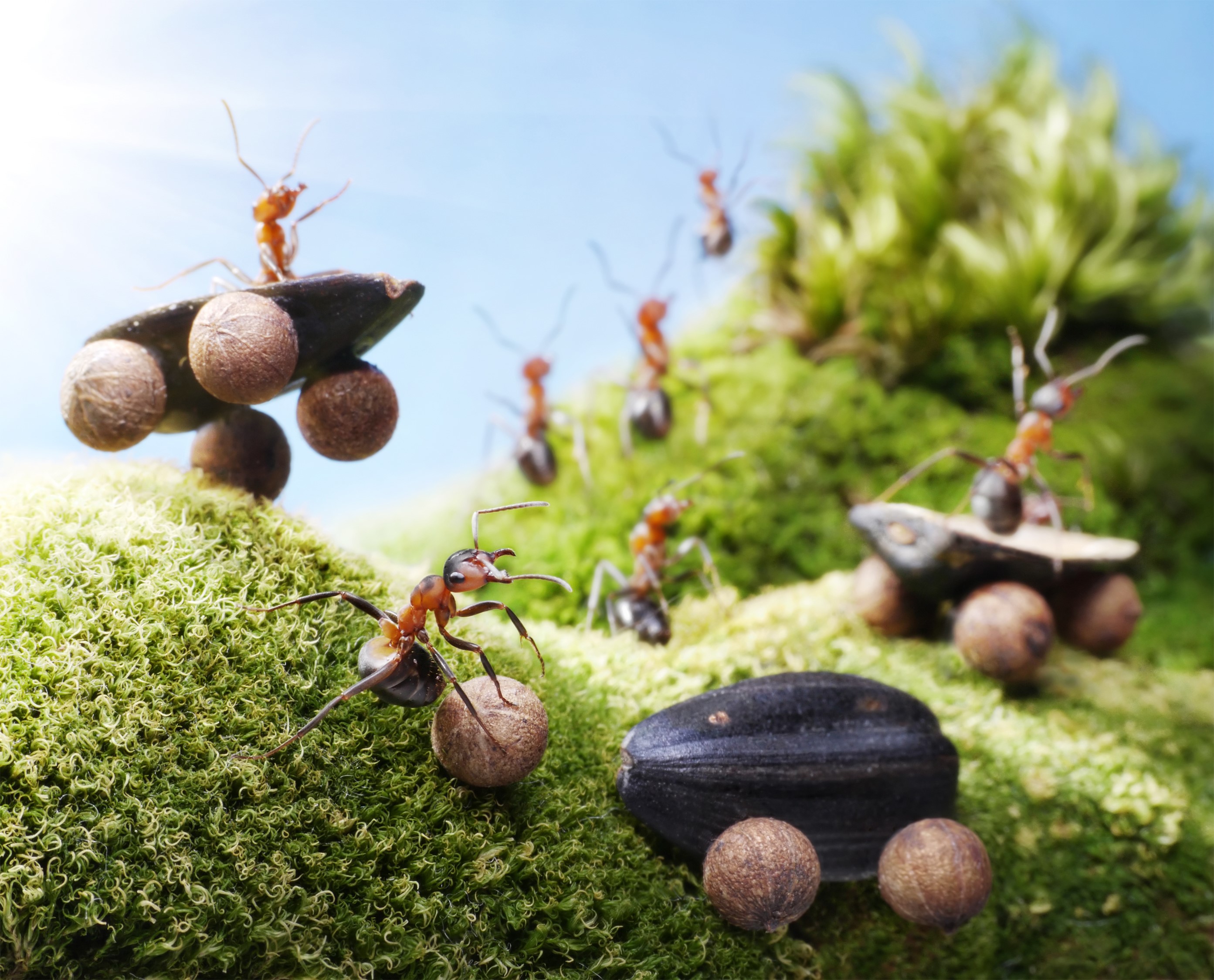 Ants racing on sunflower seeds with moss and blue sky HD Wallpaper
