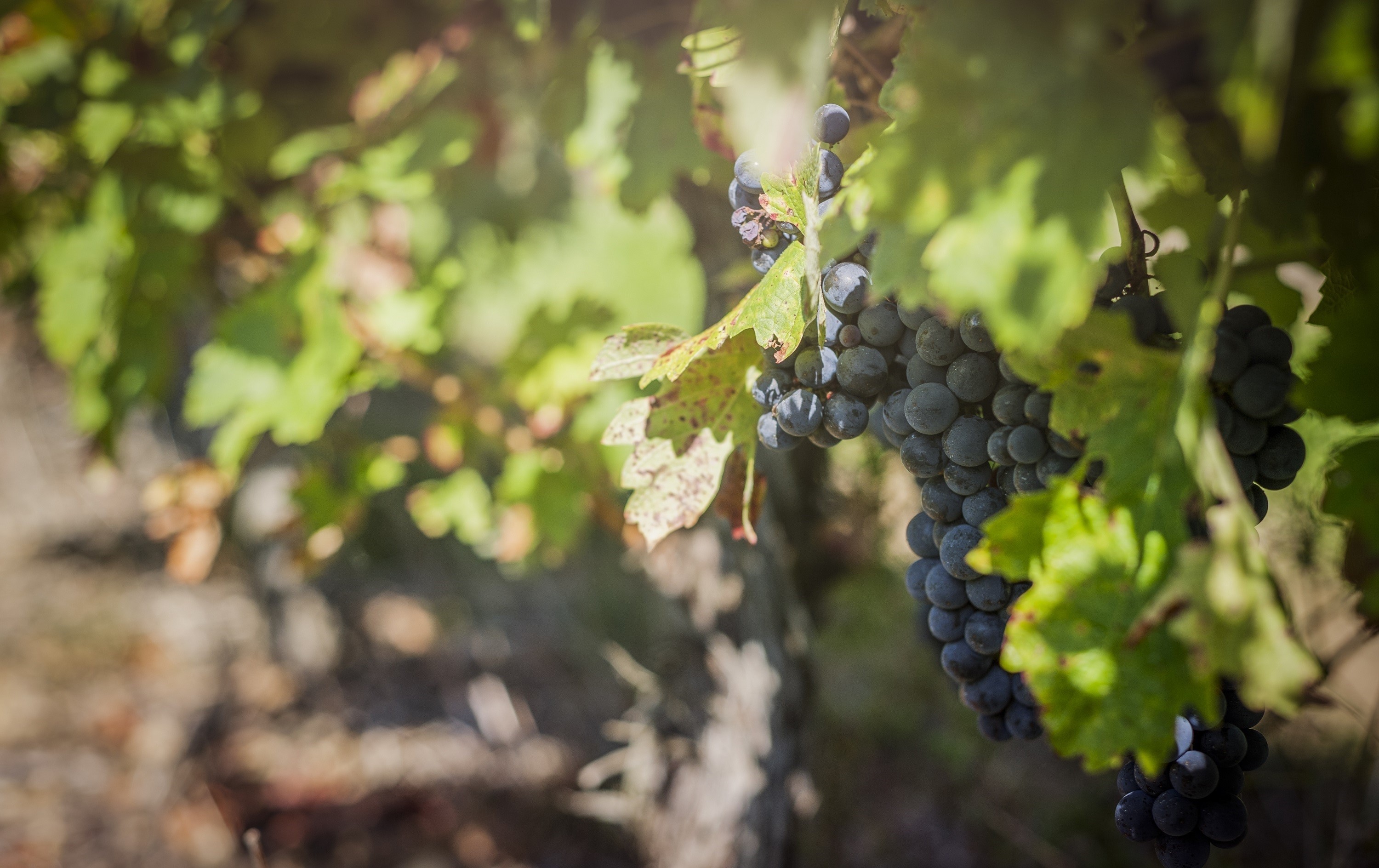 Grapes on the vine with green foliage HD Wallpaper