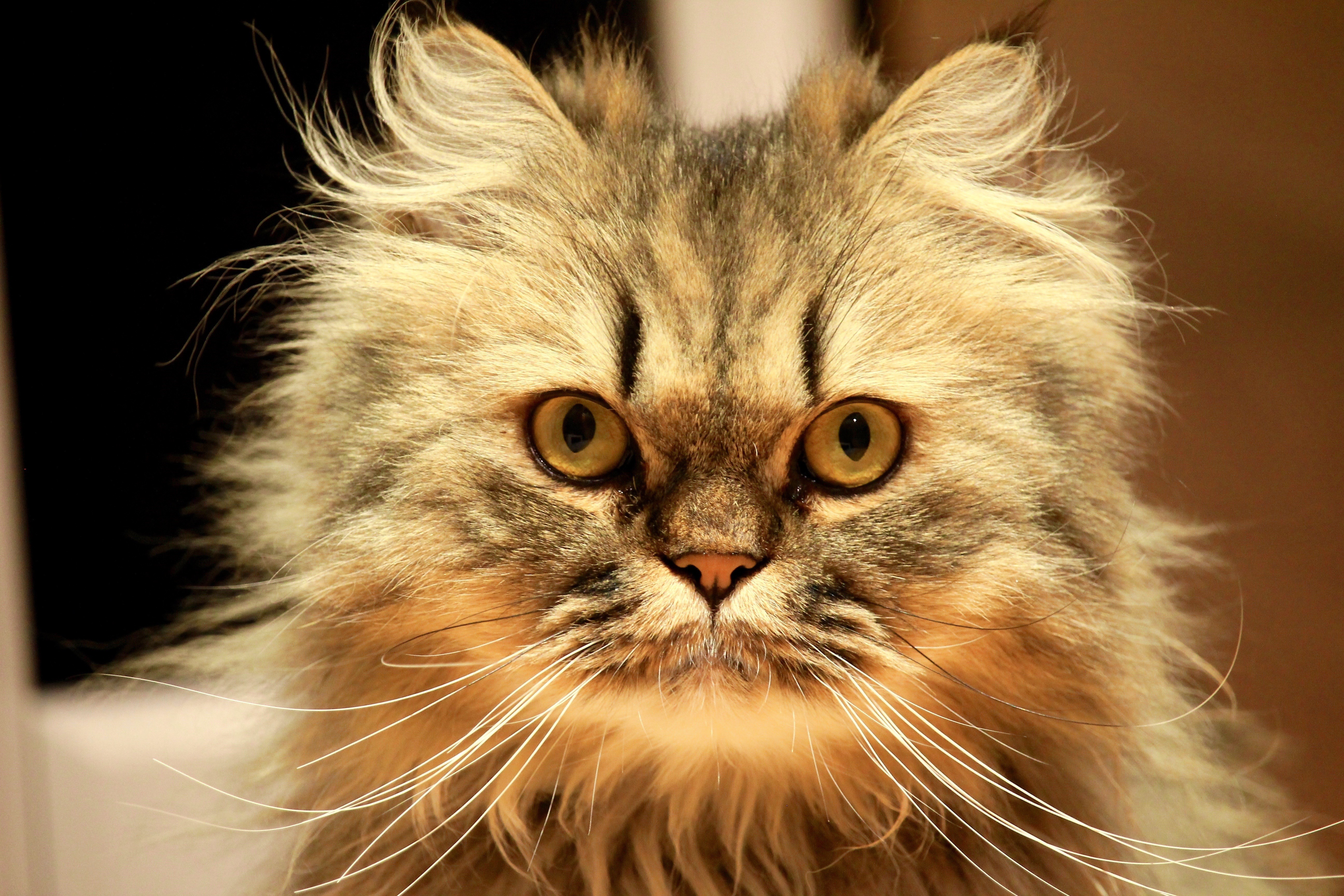 Fluffy Persian Cat with Intense Gaze HD Wallpaper