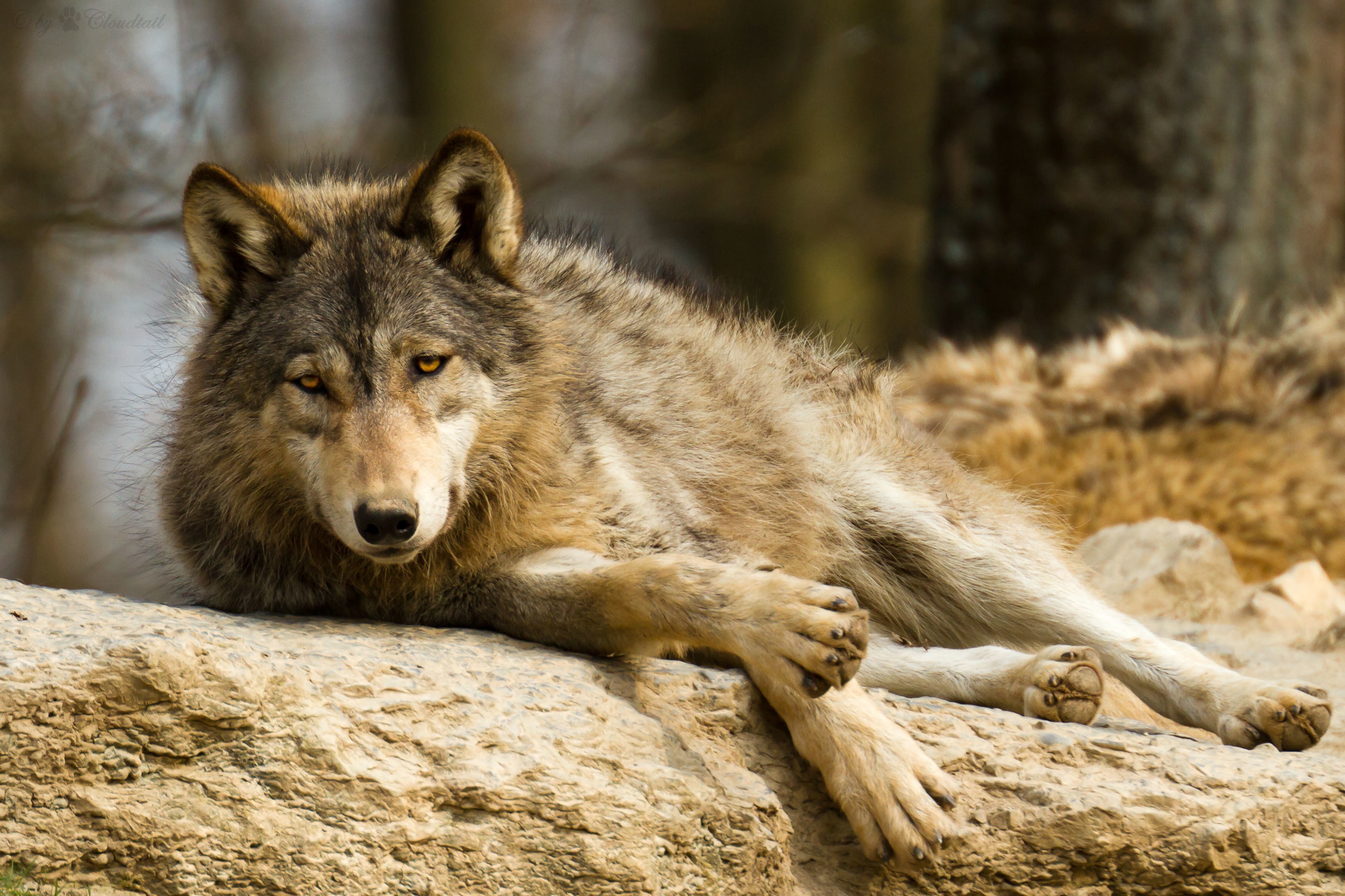 Wolf lying on a rock HD Wallpaper