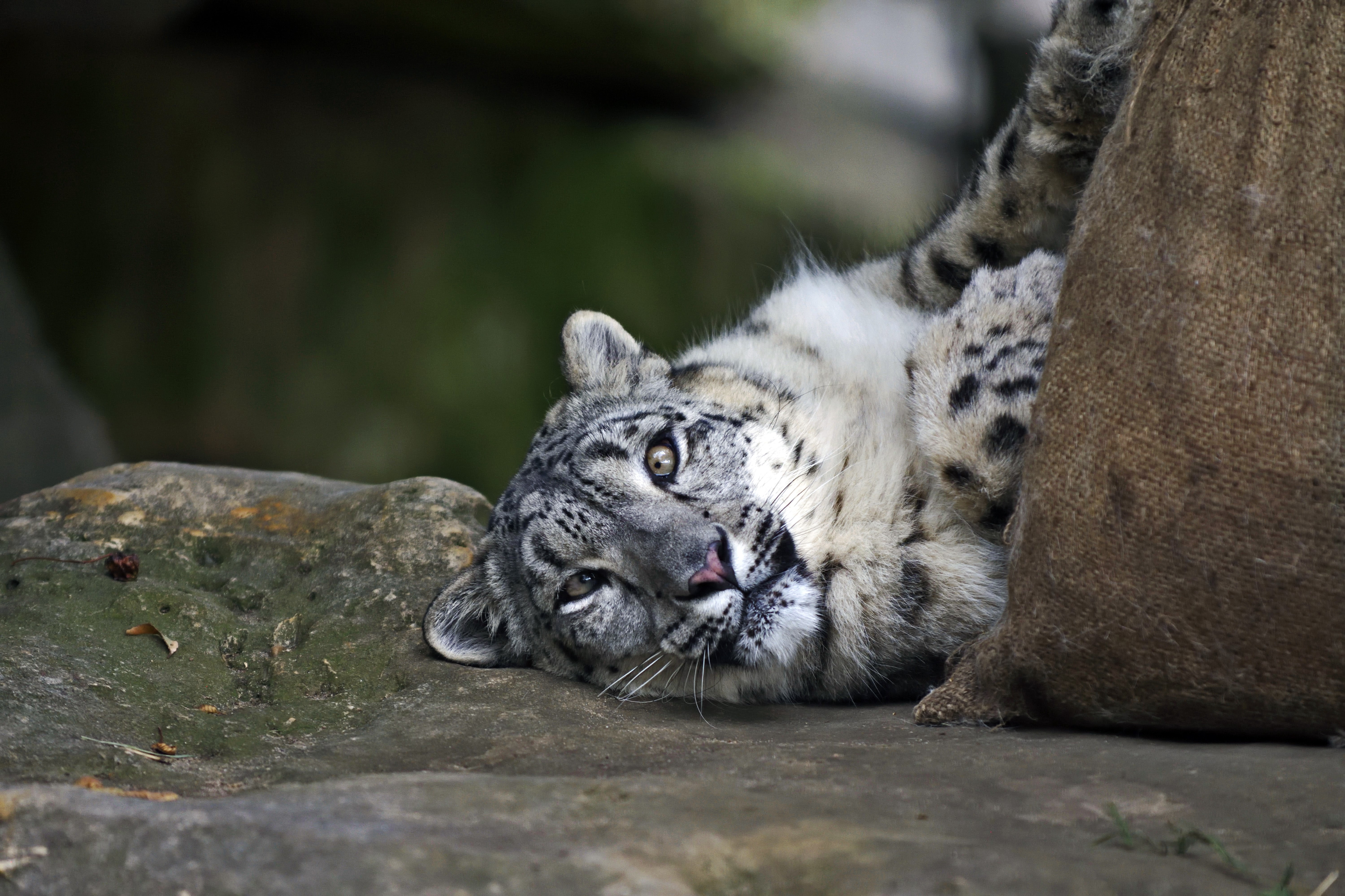 Snow leopard resting on rocks near a burlap sack HD Wallpaper