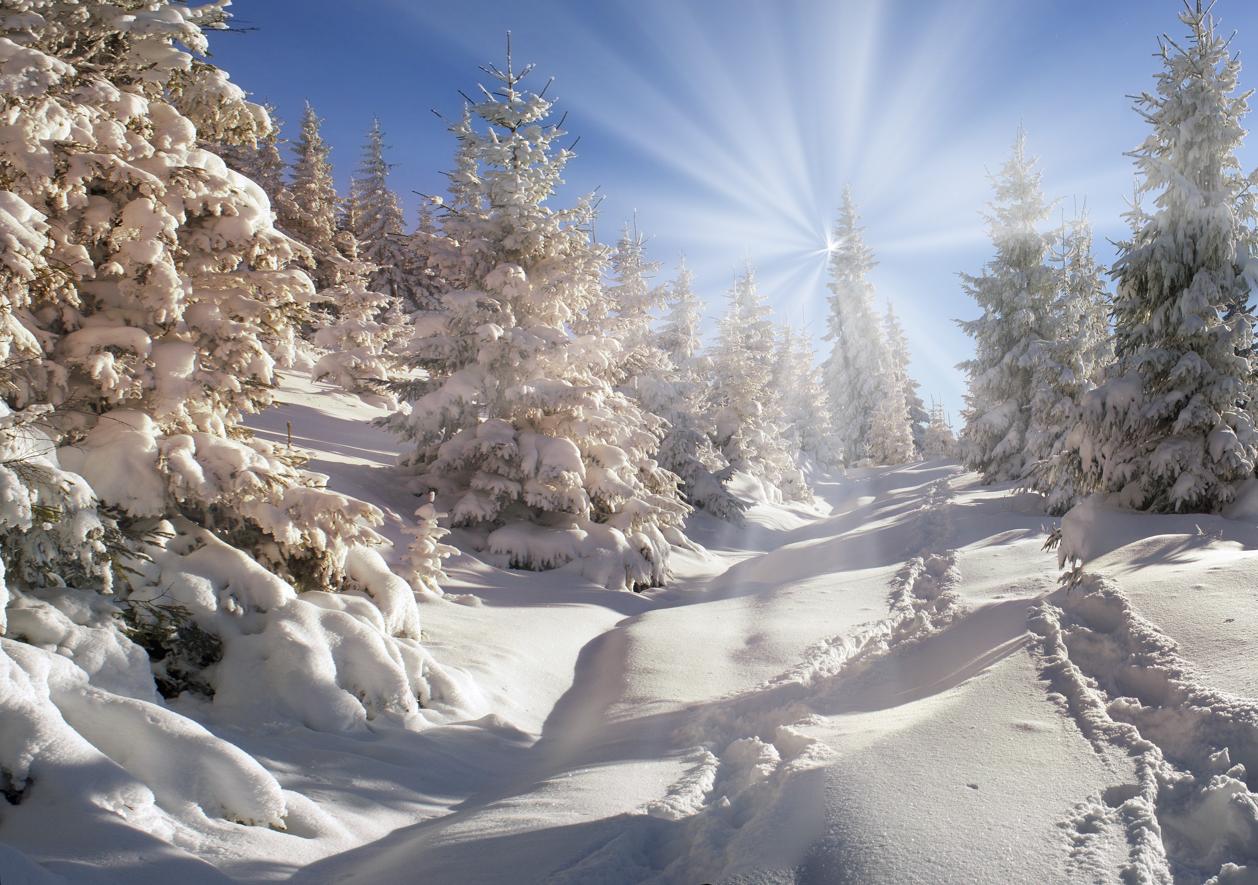 4K Winter Spruce Forest with Sun Rays HD Wallpaper