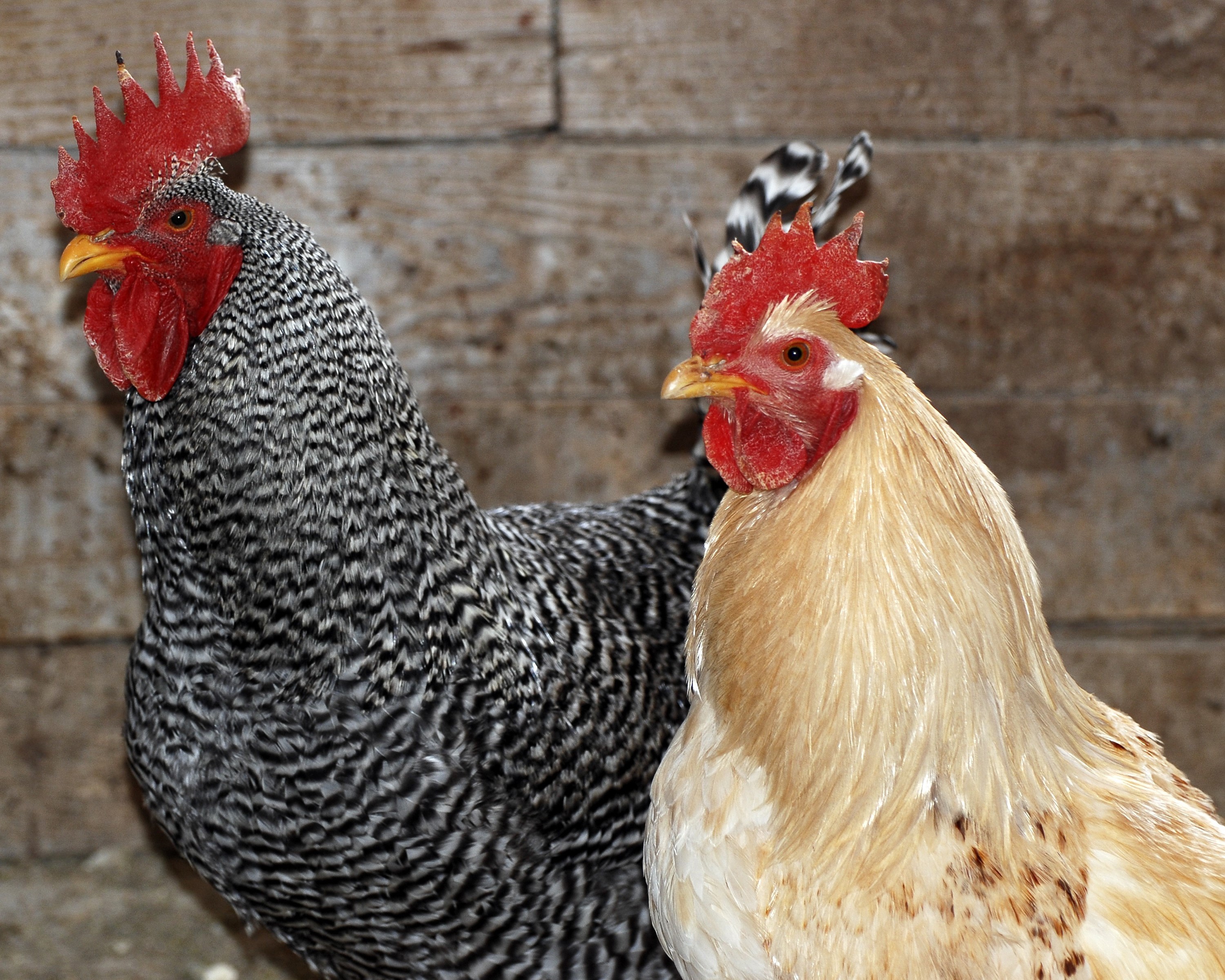 Two roosters in front of a wooden wall HD Wallpaper