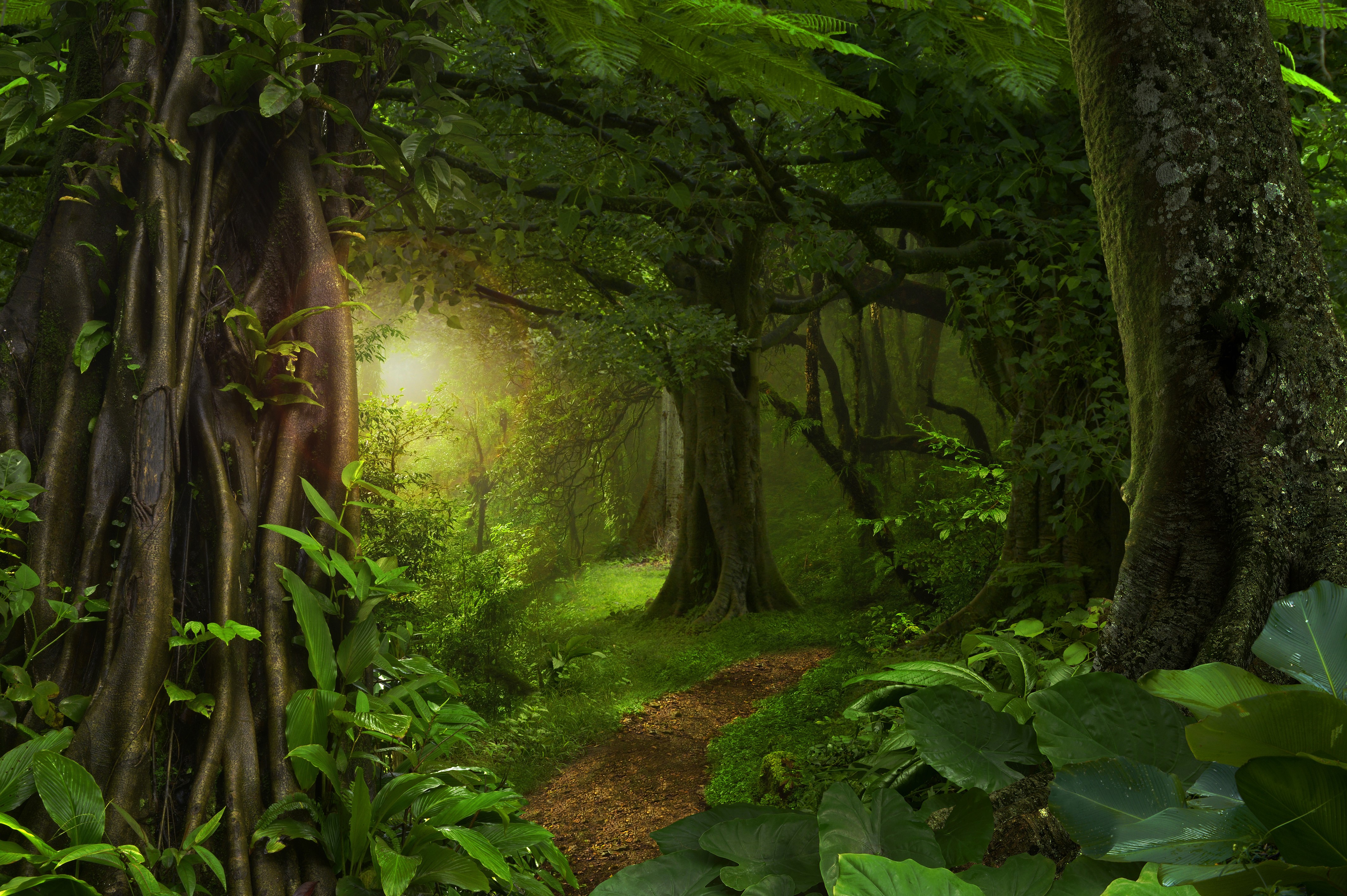 Jungle path with sun rays filtering through trees HD Wallpaper