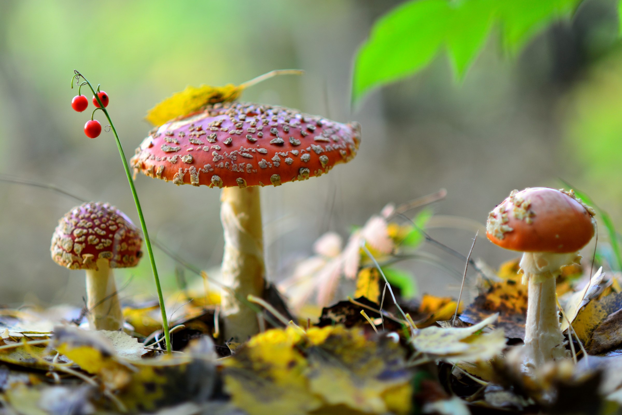 Three red mushrooms with white spots and red berries HD Wallpaper