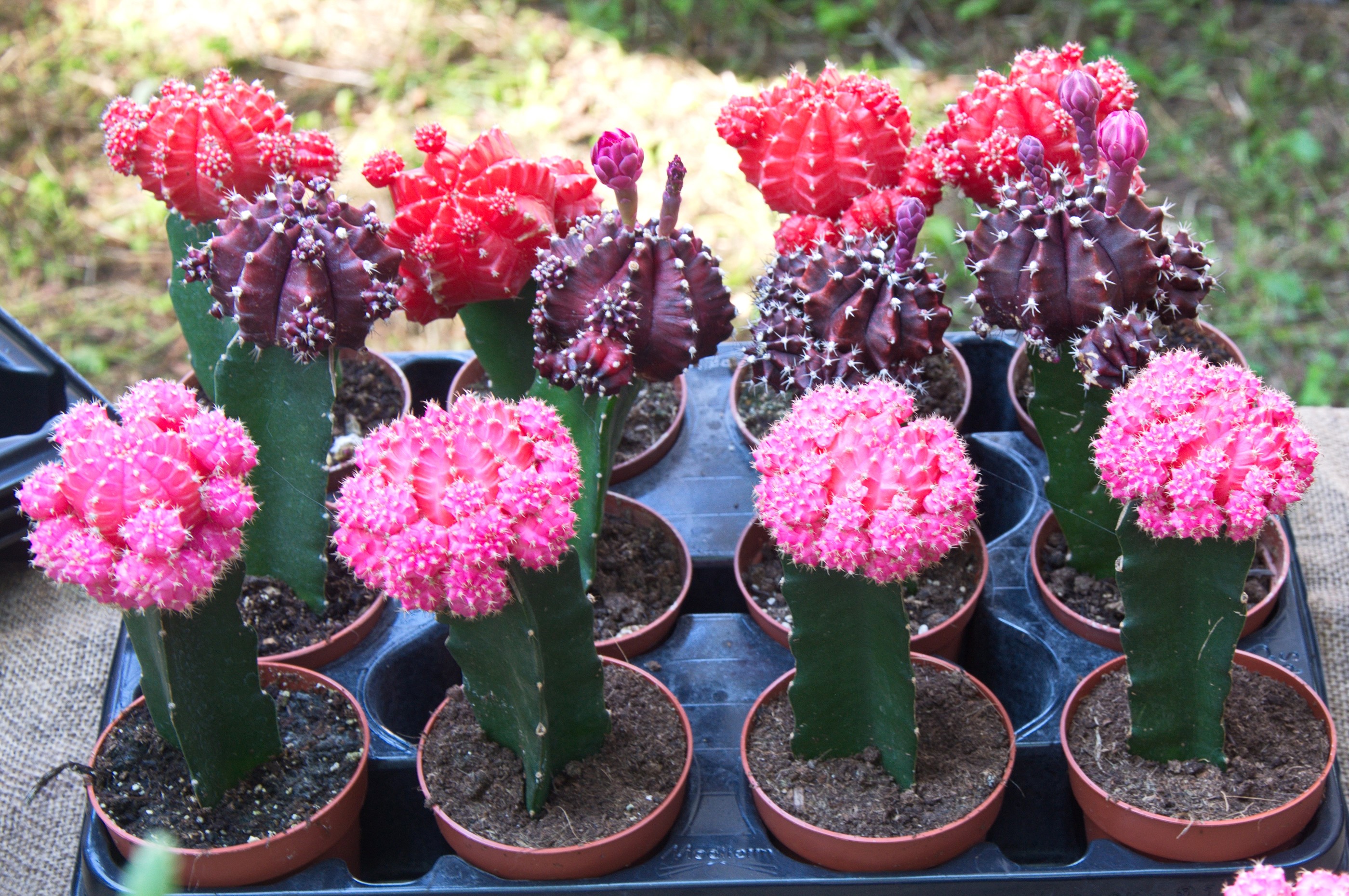Assortment of colorful grafted Moon Cactus plants HD Wallpaper
