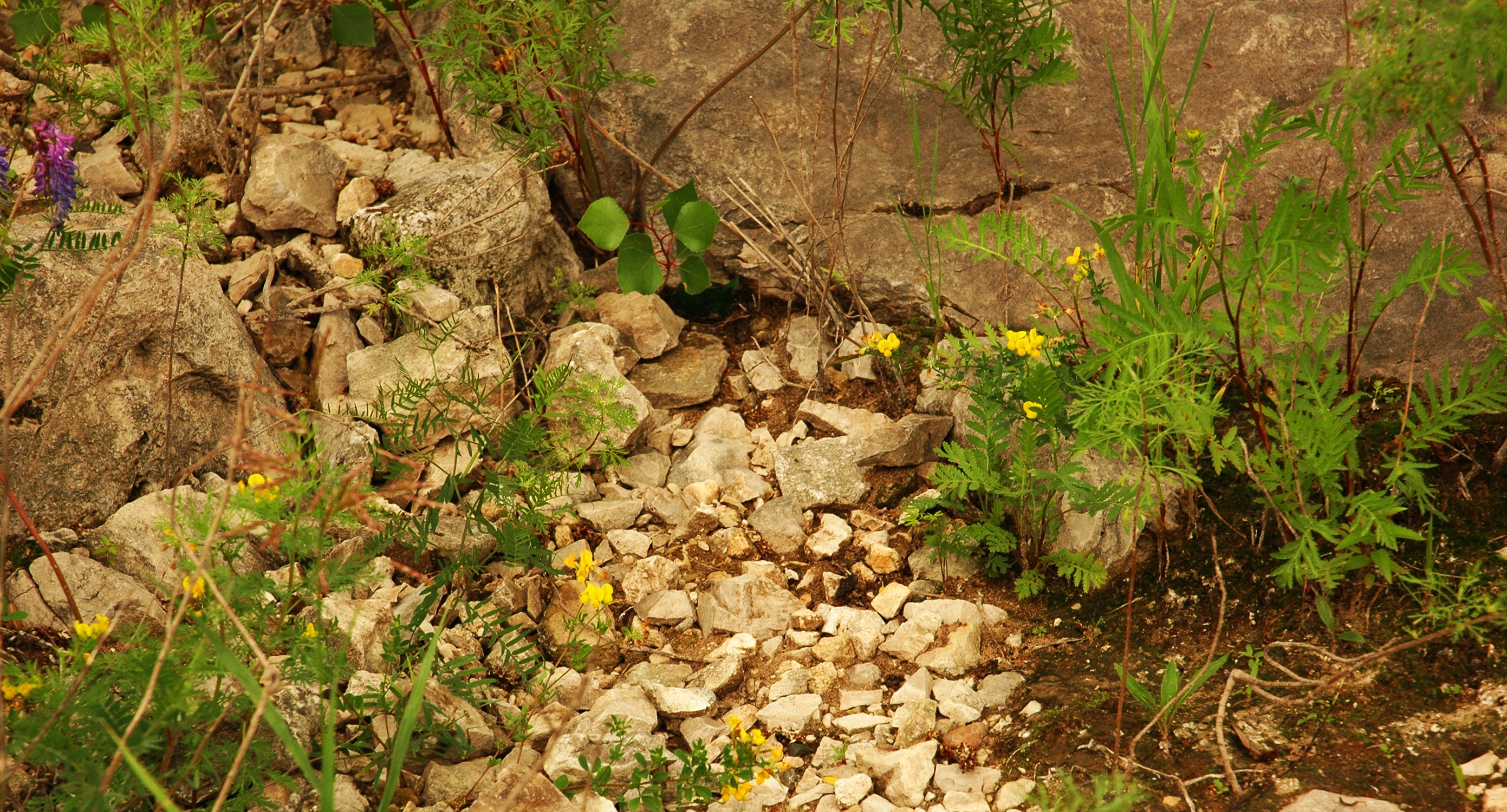 Stones and green plants with yellow flowers HD Wallpaper
