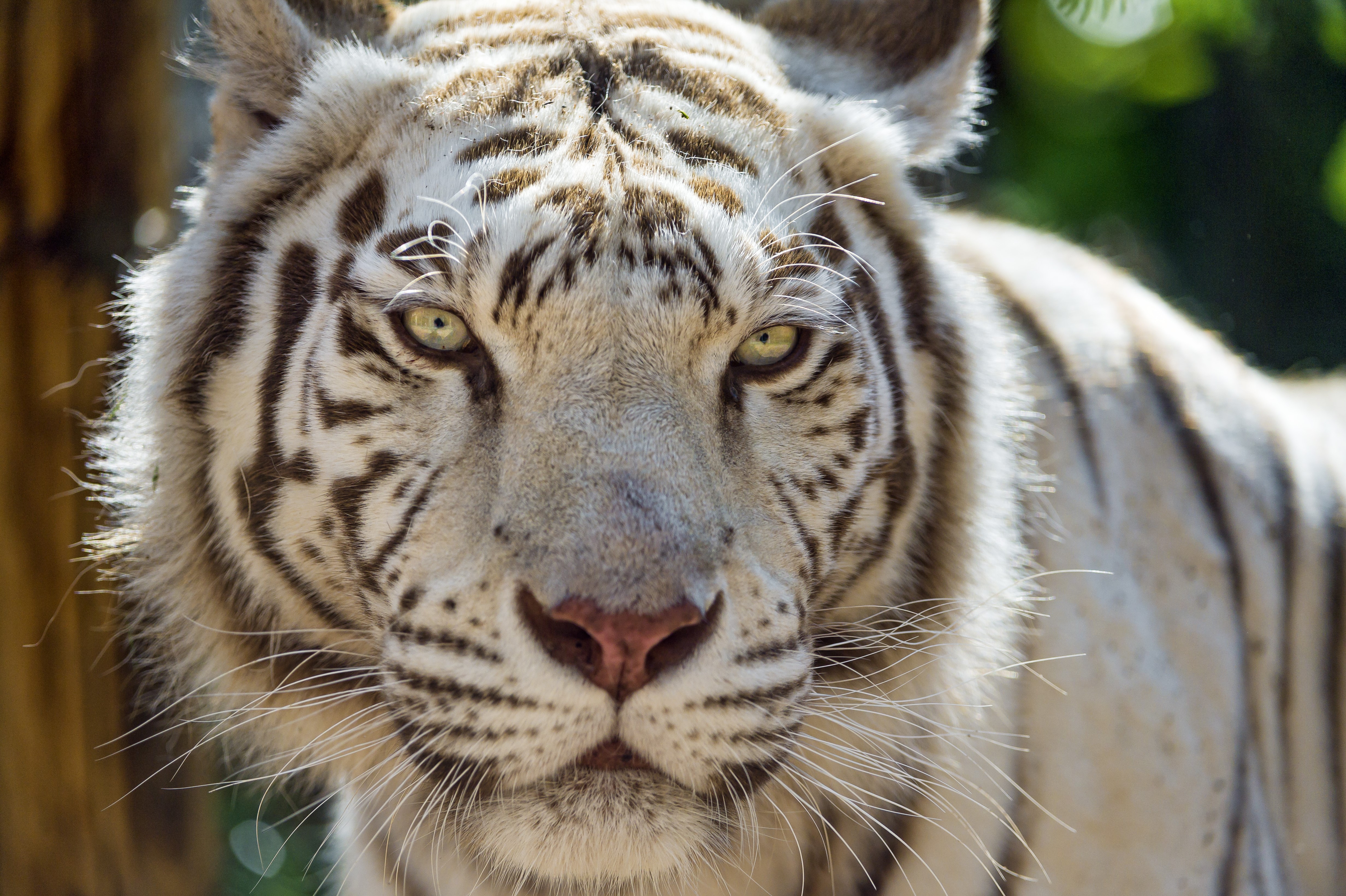 White Tiger Close-up Portrait HD Wallpaper